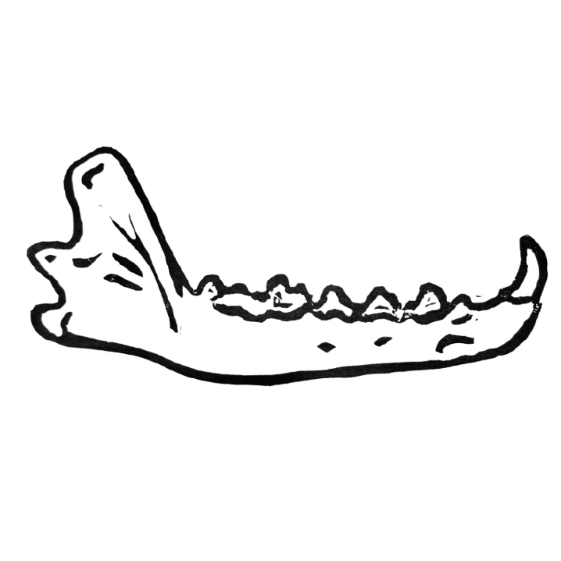 Red Fox Mandible