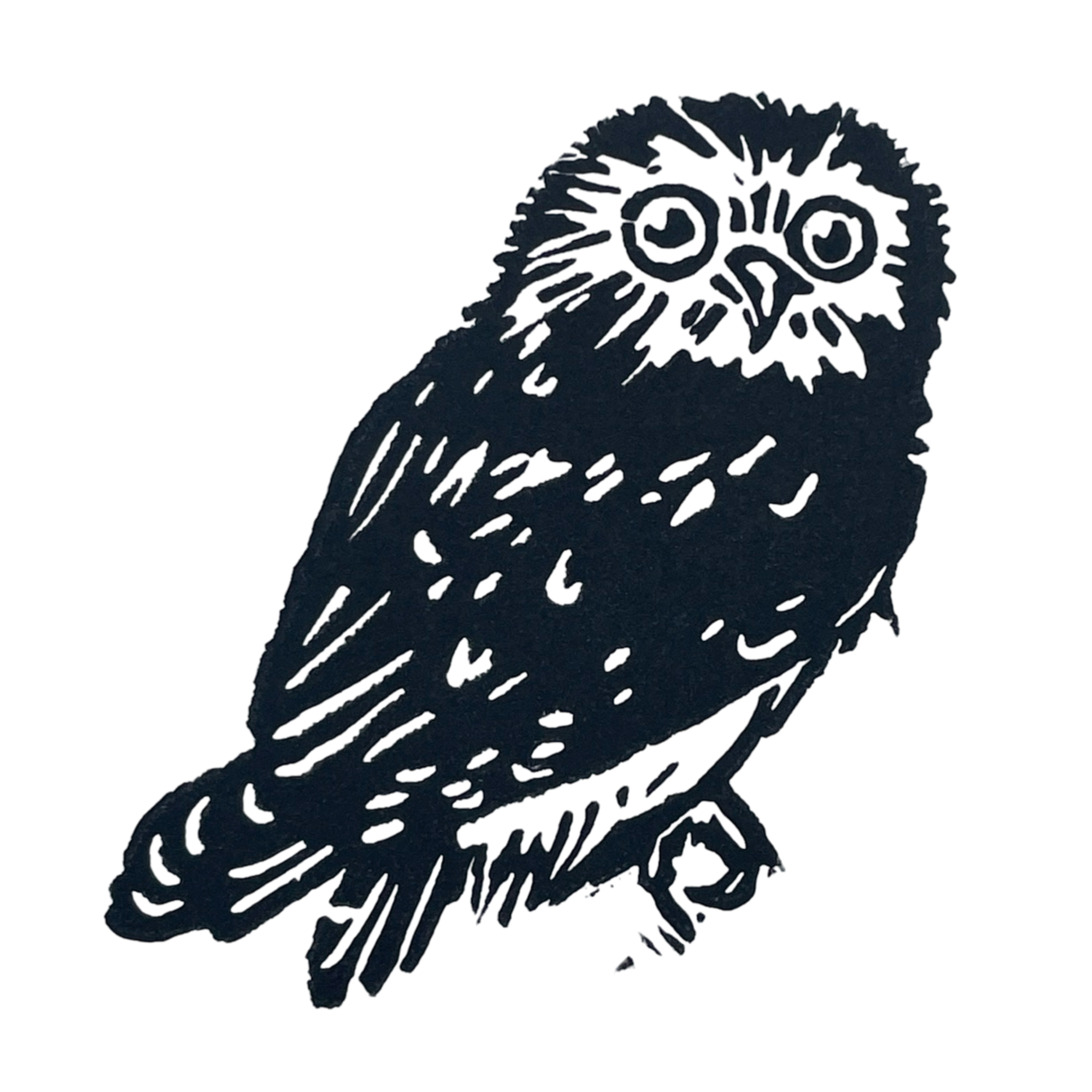 Saw-whet Owl