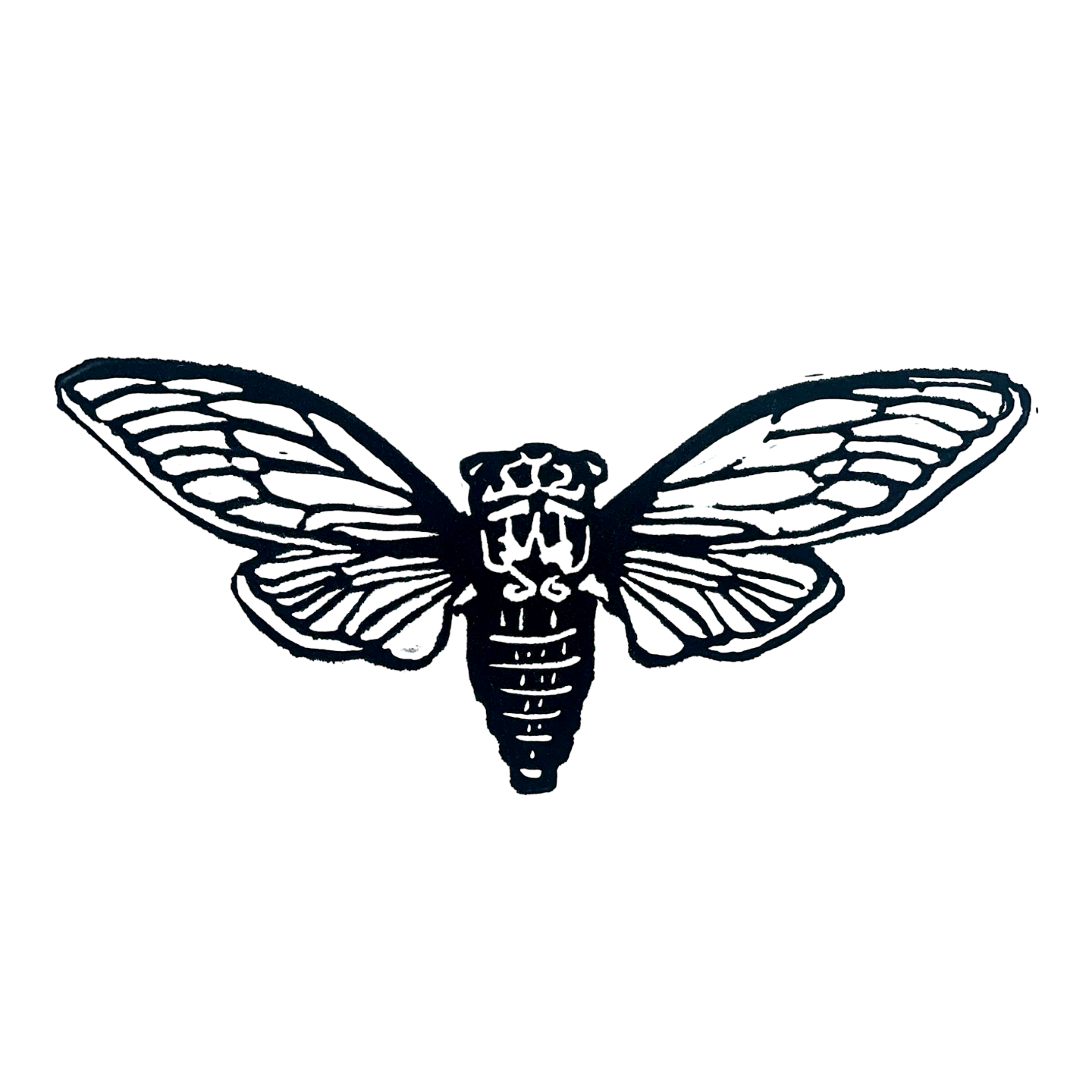Annual Cicada