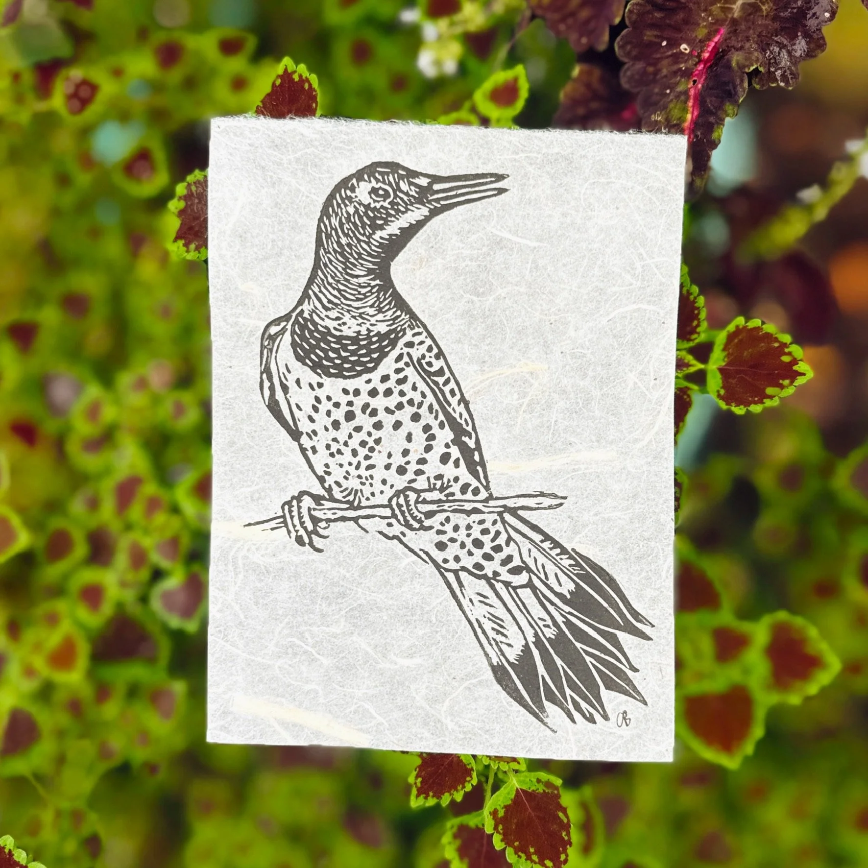 Northern Flicker Woodpecker