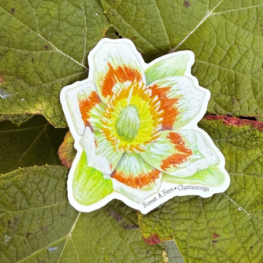 Tulip Poplar Sticker