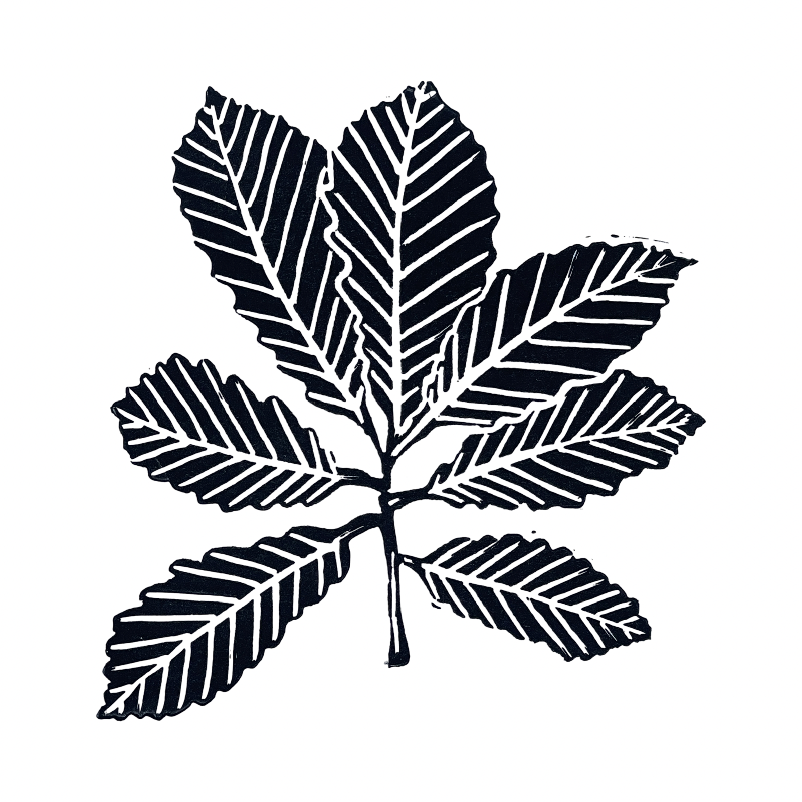 Chestnut Oak