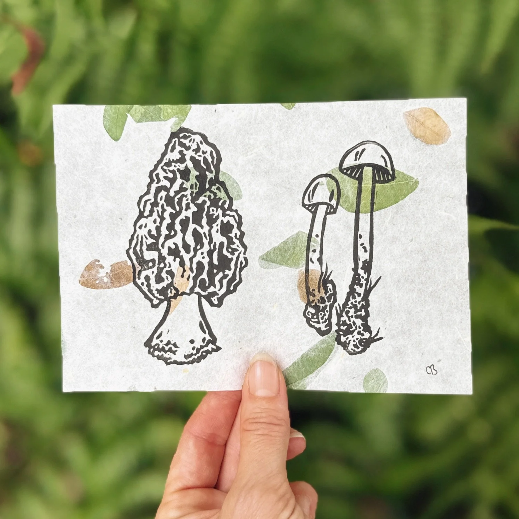 Aminita & Morel
