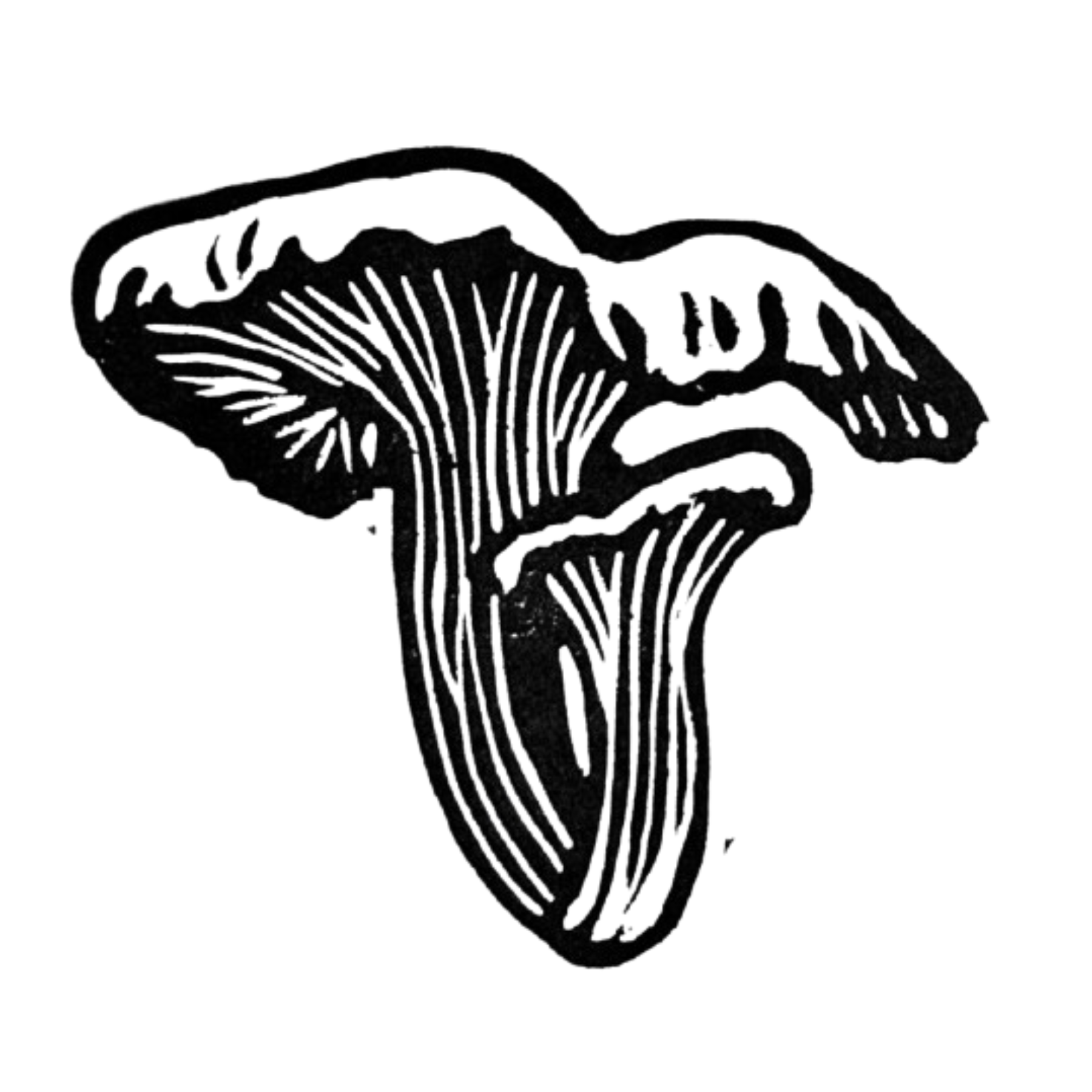Chanterelle Mushrooms