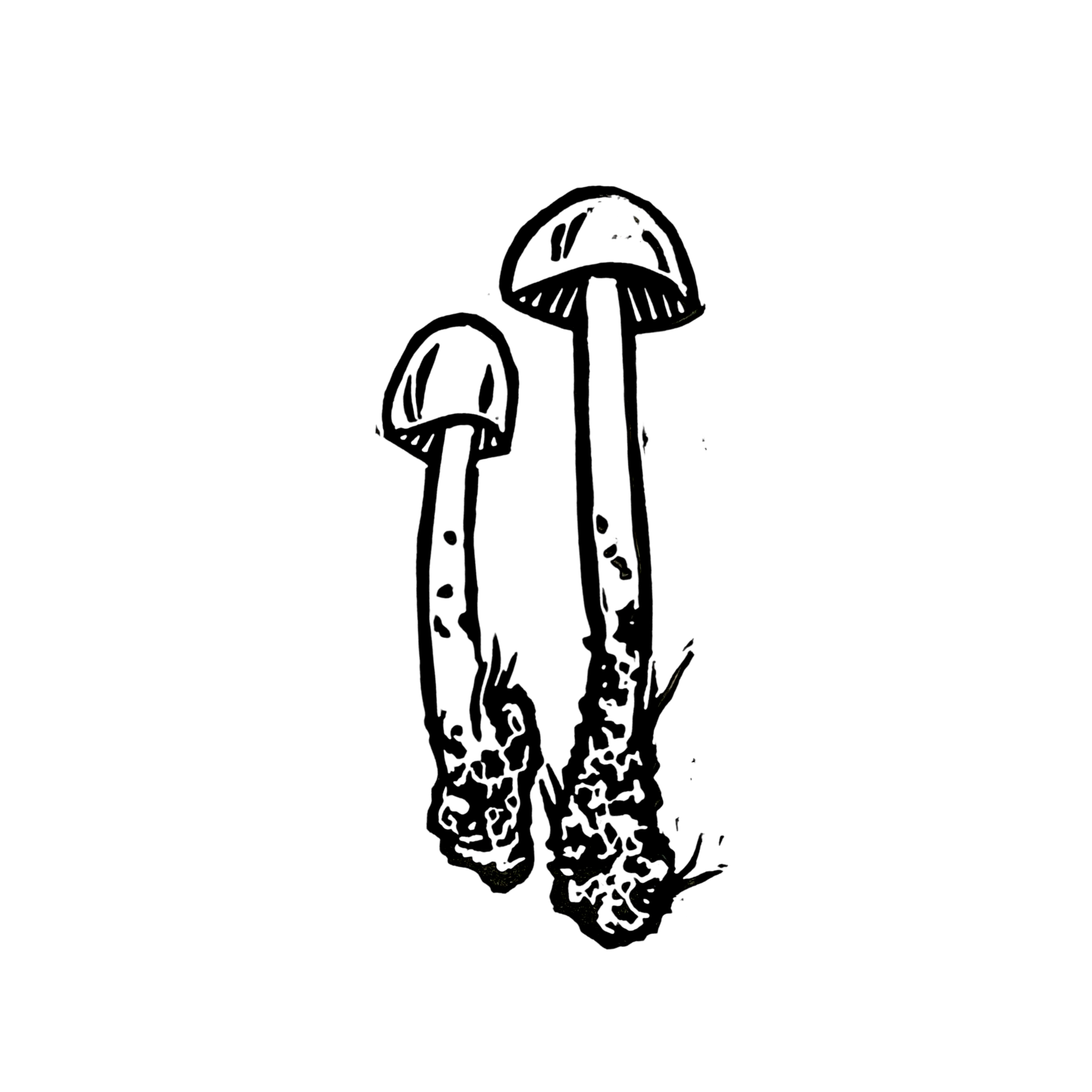 Amanitaceae Mushroom