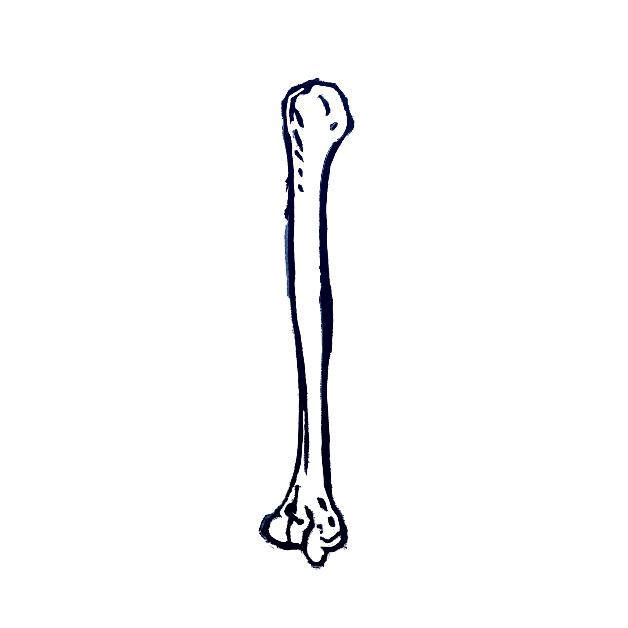 Human Humerus