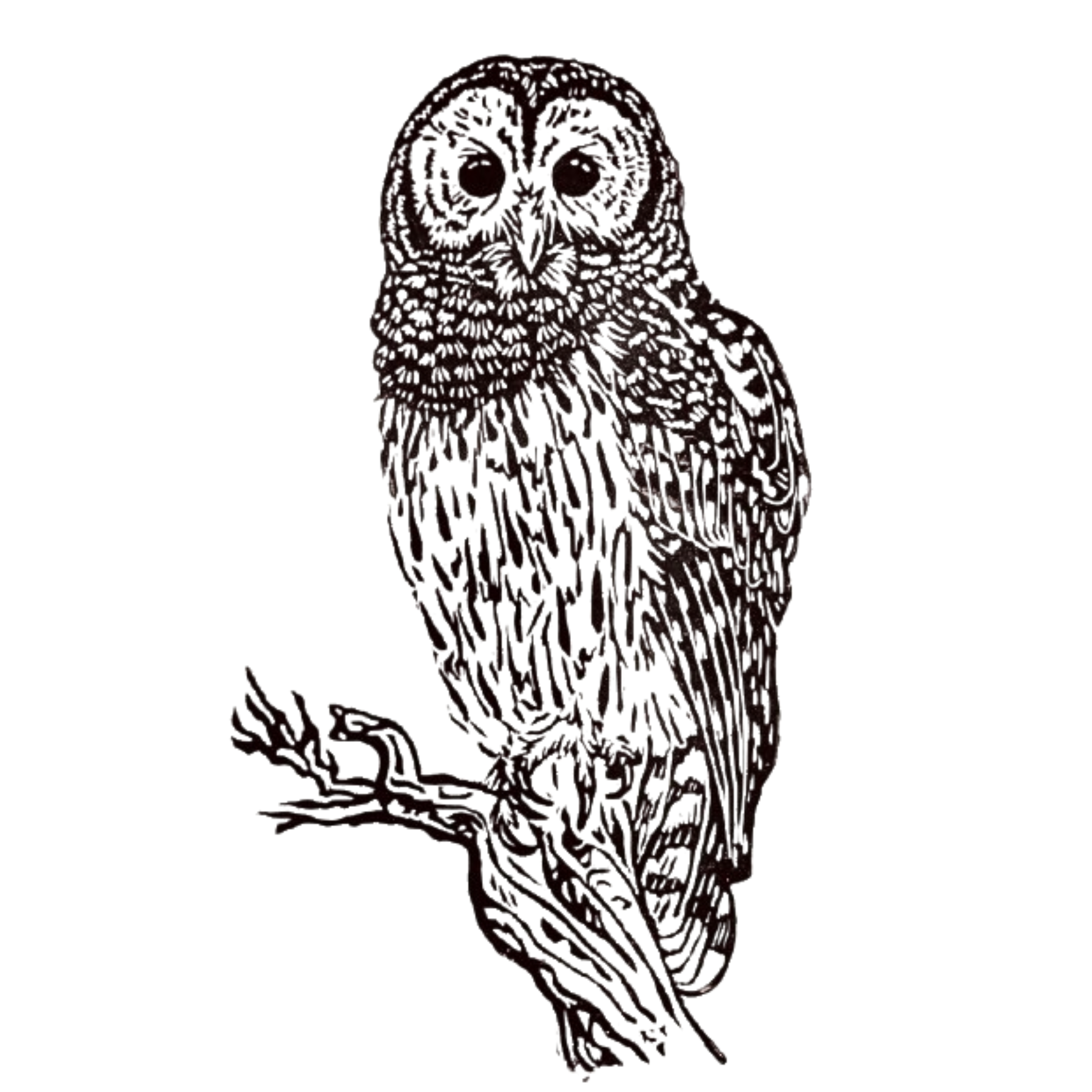 Barred Owl