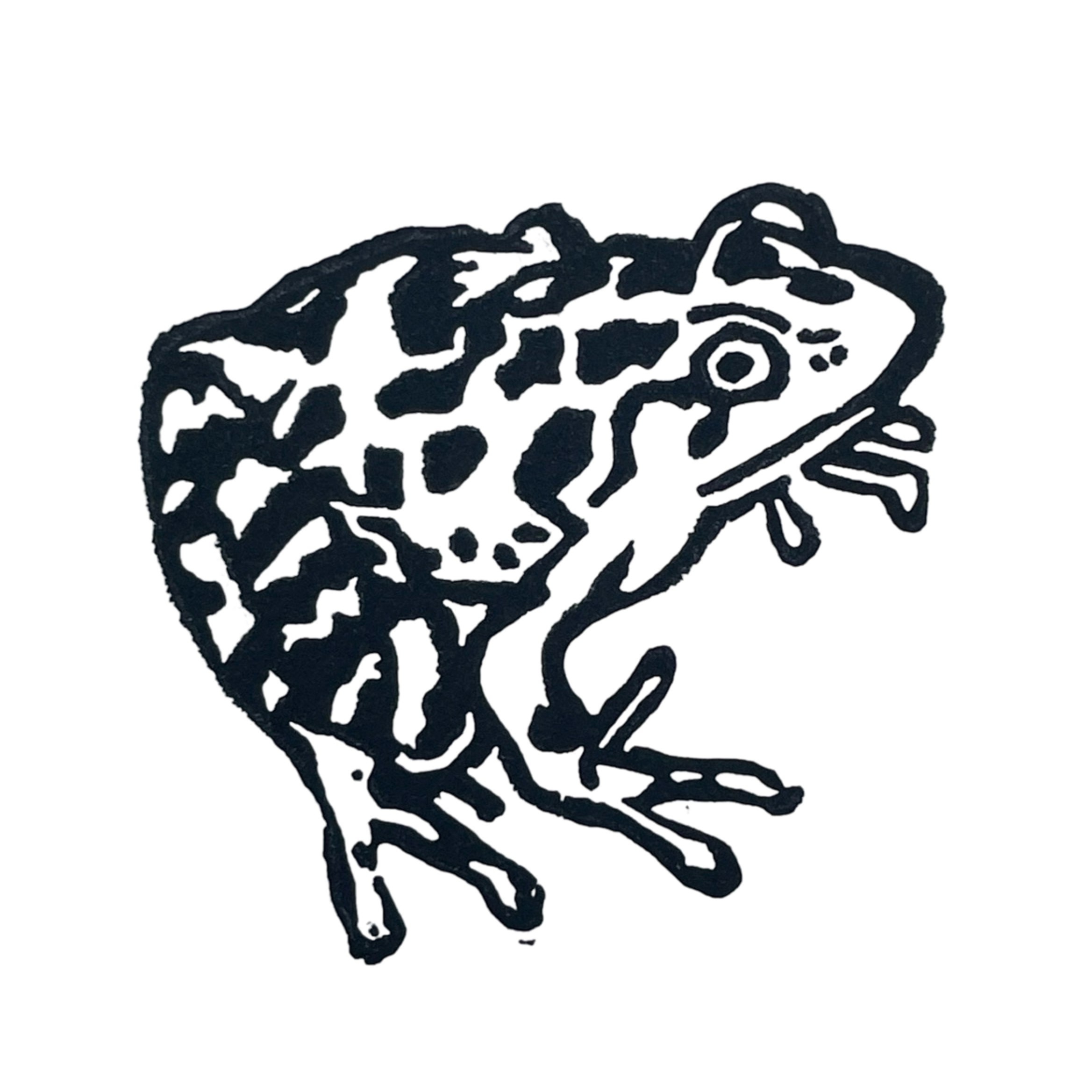 Pickerel Frog 1