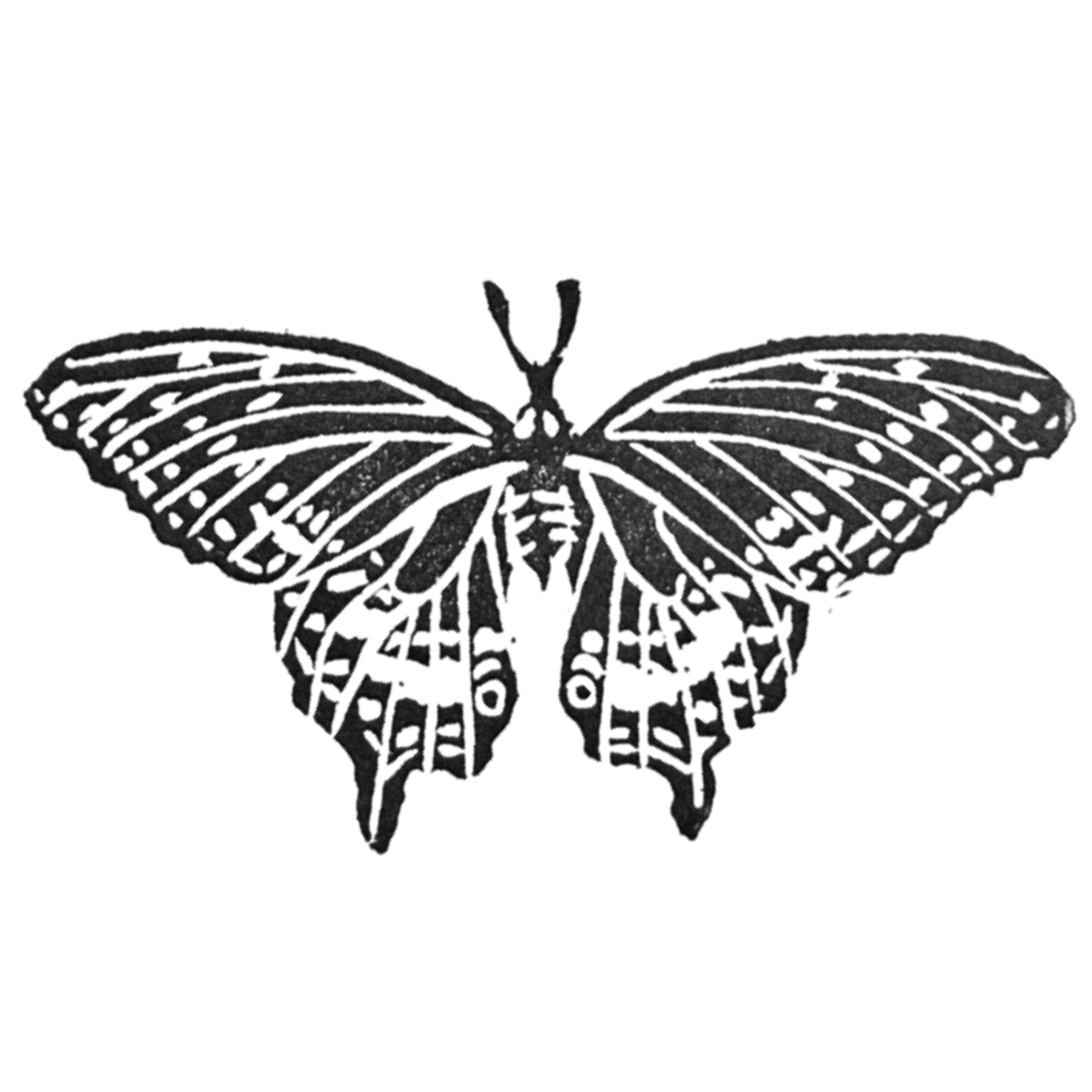 Black Swallowtail Butterfly