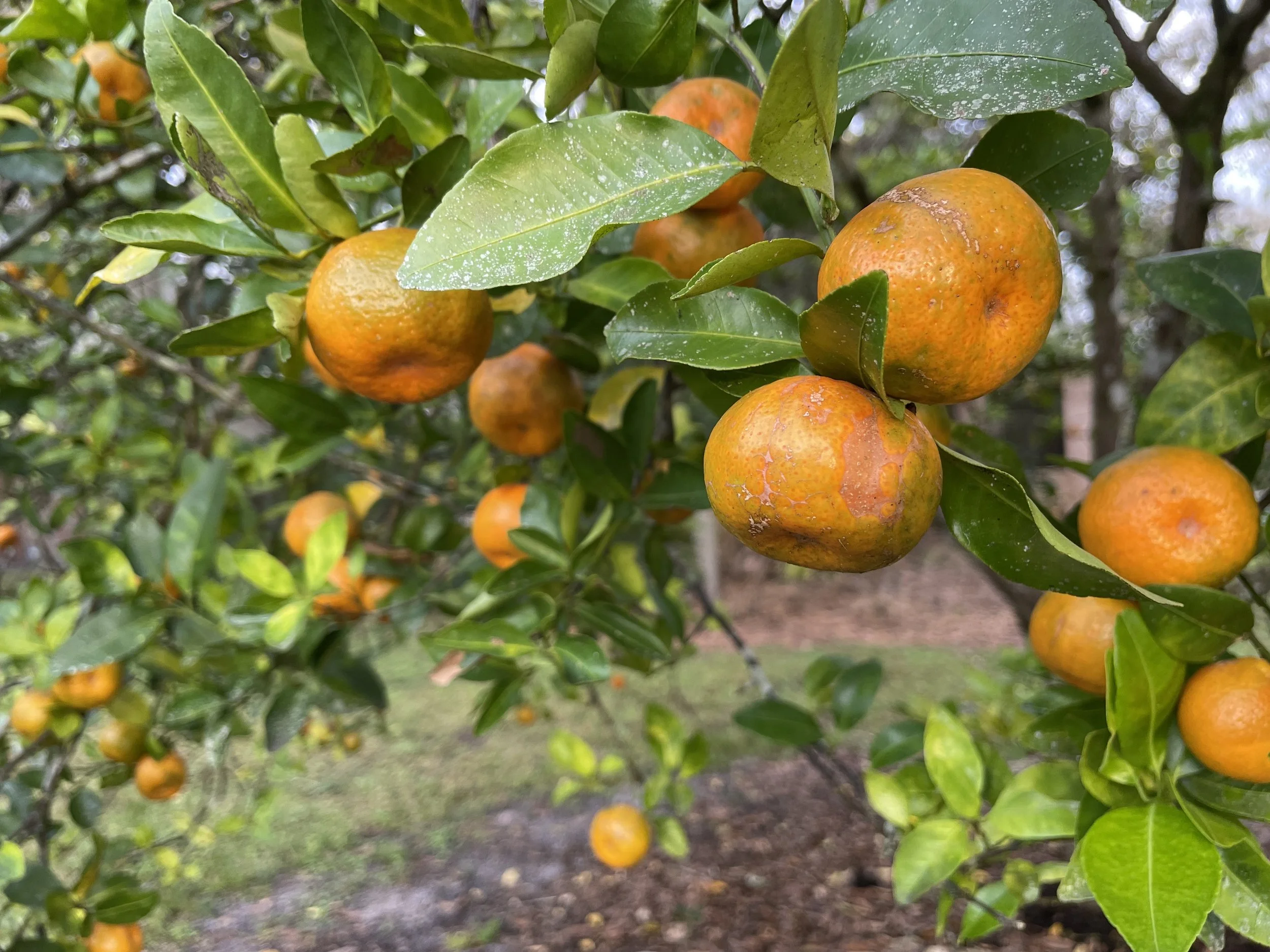 Close-up of orange fruits hanging from a tree among green leaves, some leaves have white spots, and there is brown soil visible beneath the tree.