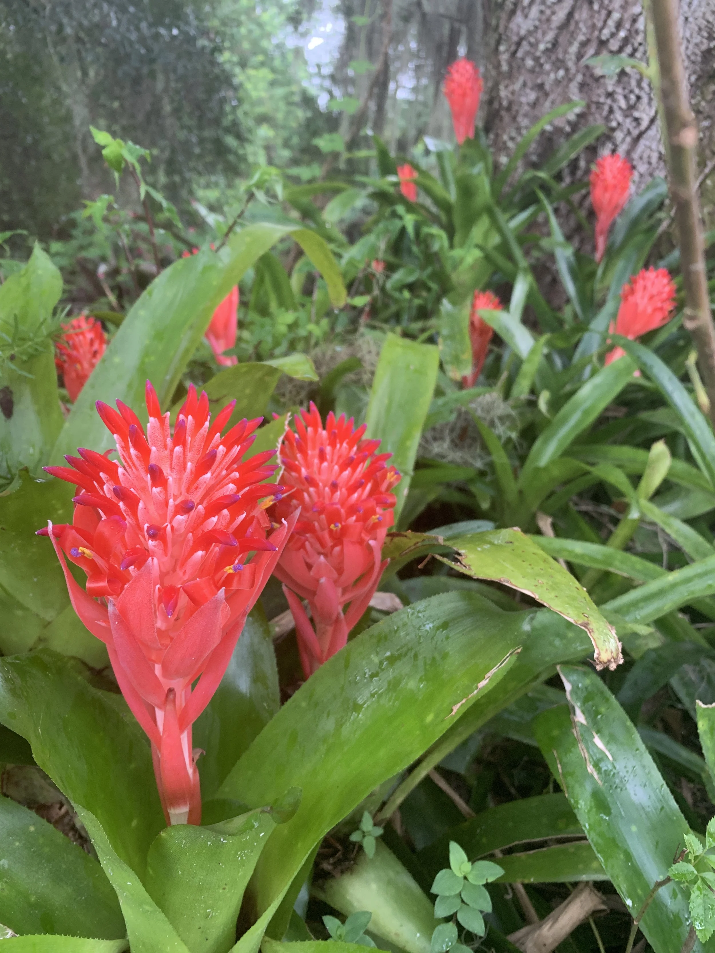 Close-up of red pineapple flowers with green leaves and tree trunk in the background.