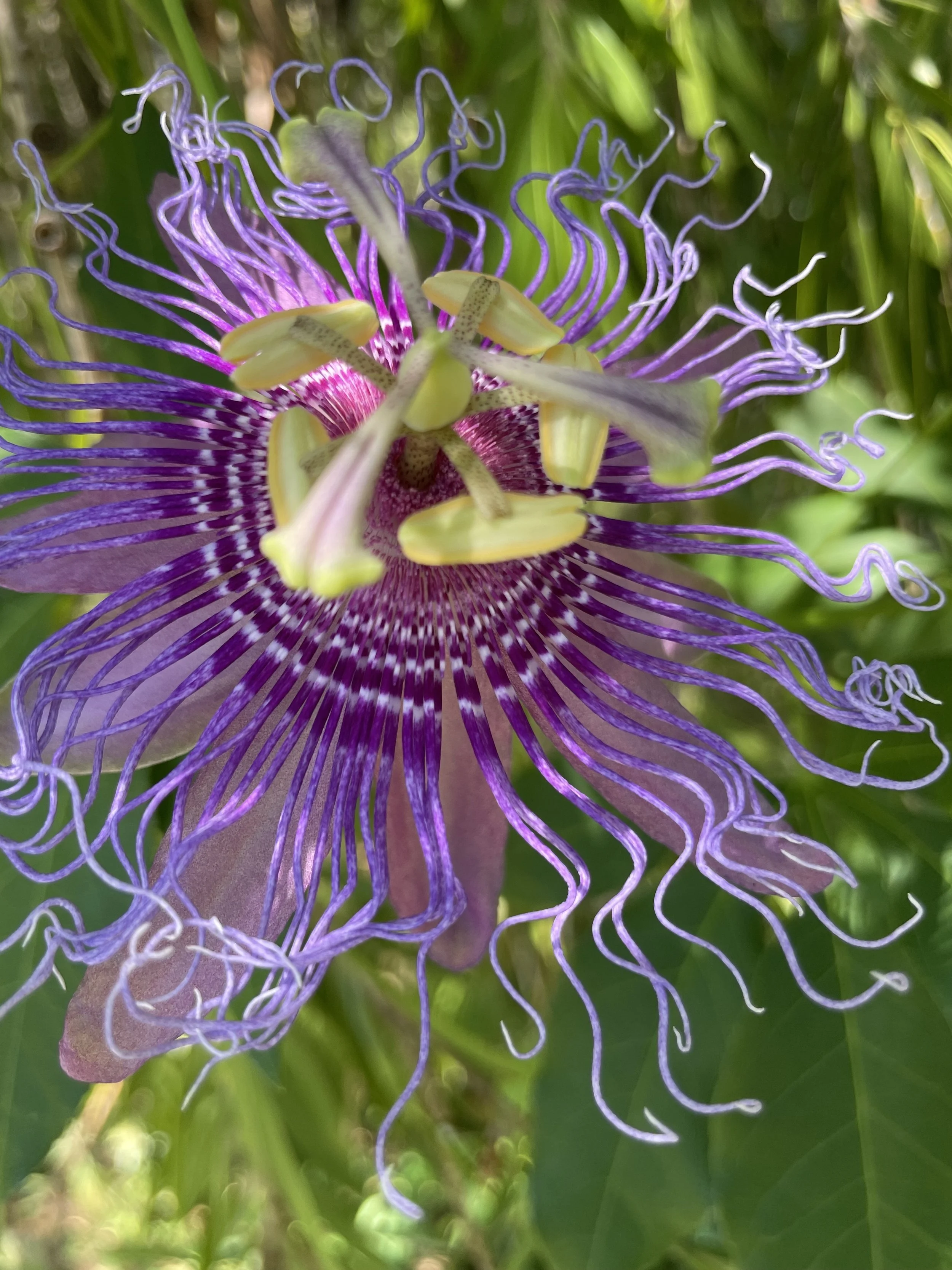 Close-up of purple passionflower with intricate curly petals and greenish-white structures in the center, set against green foliage.