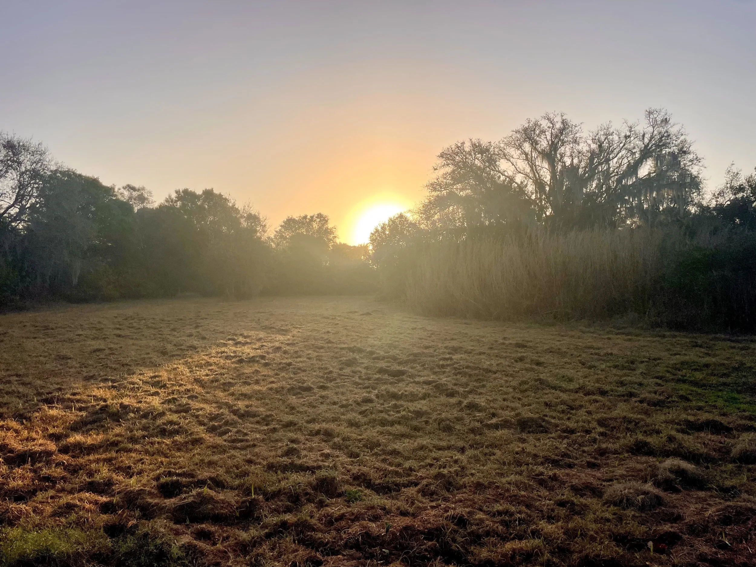 Sunrise over a field with trees and grass in the foreground.