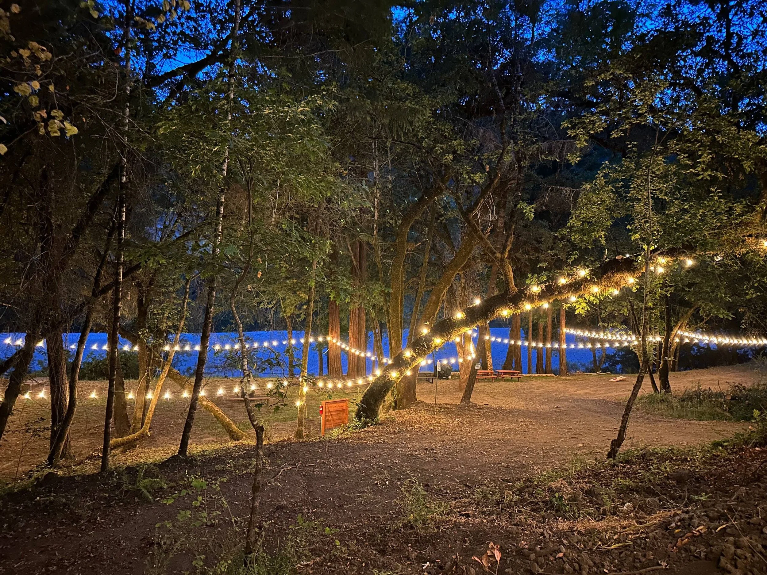 String of string lights hanging among trees in a wooded outdoor area at dusk.