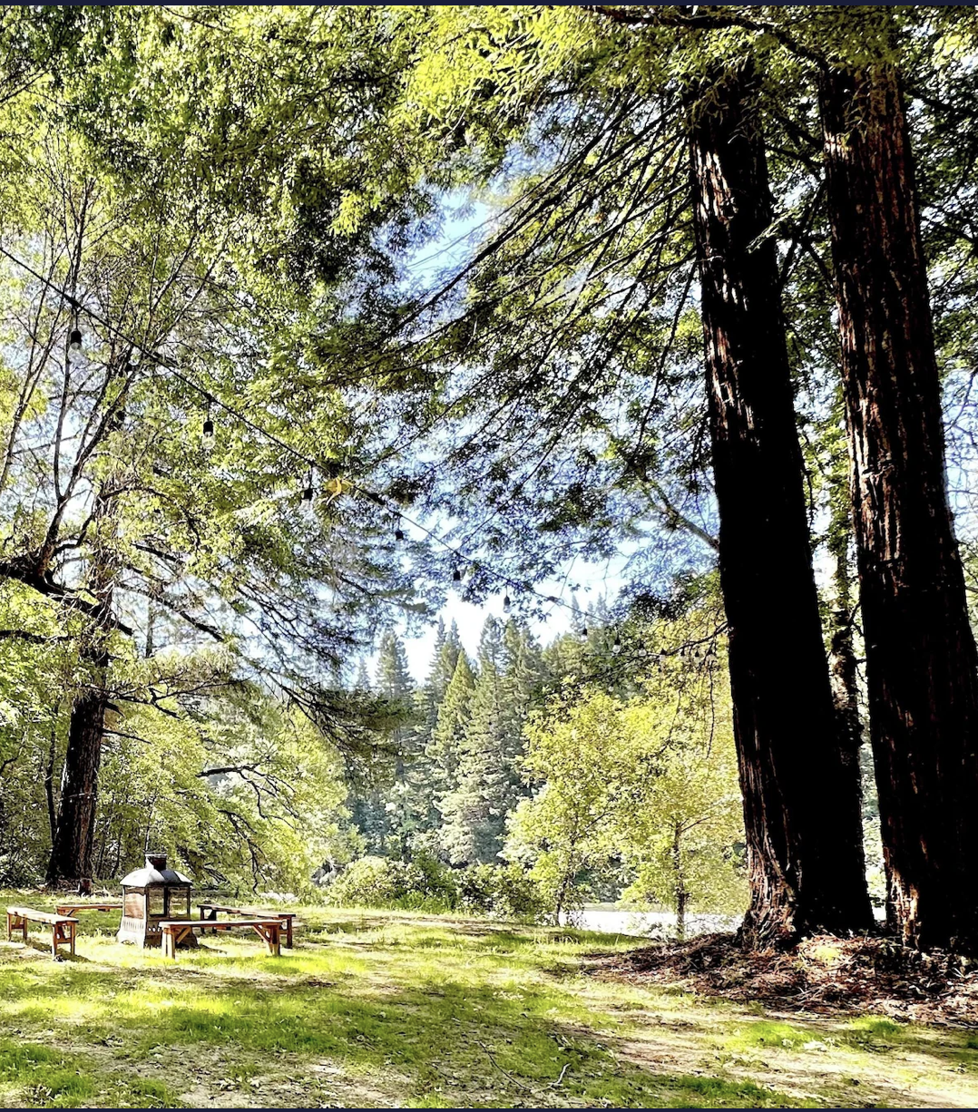 A scenic outdoor park area surrounded by tall trees, with picnic tables, a small grill, and string lights hanging among the branches on a sunny day.