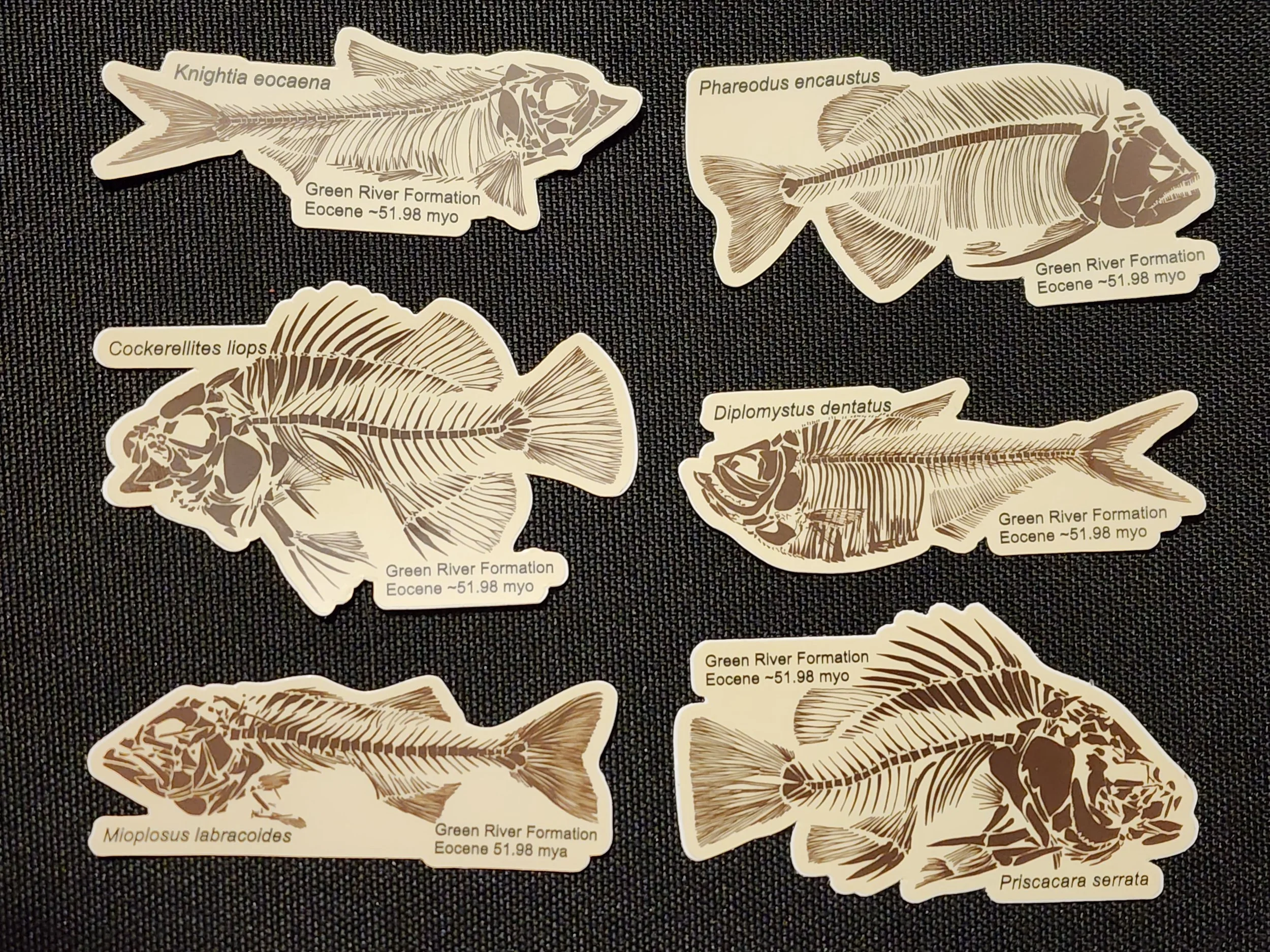 Pack #1 — Green River Formation Fossil Sticker Set