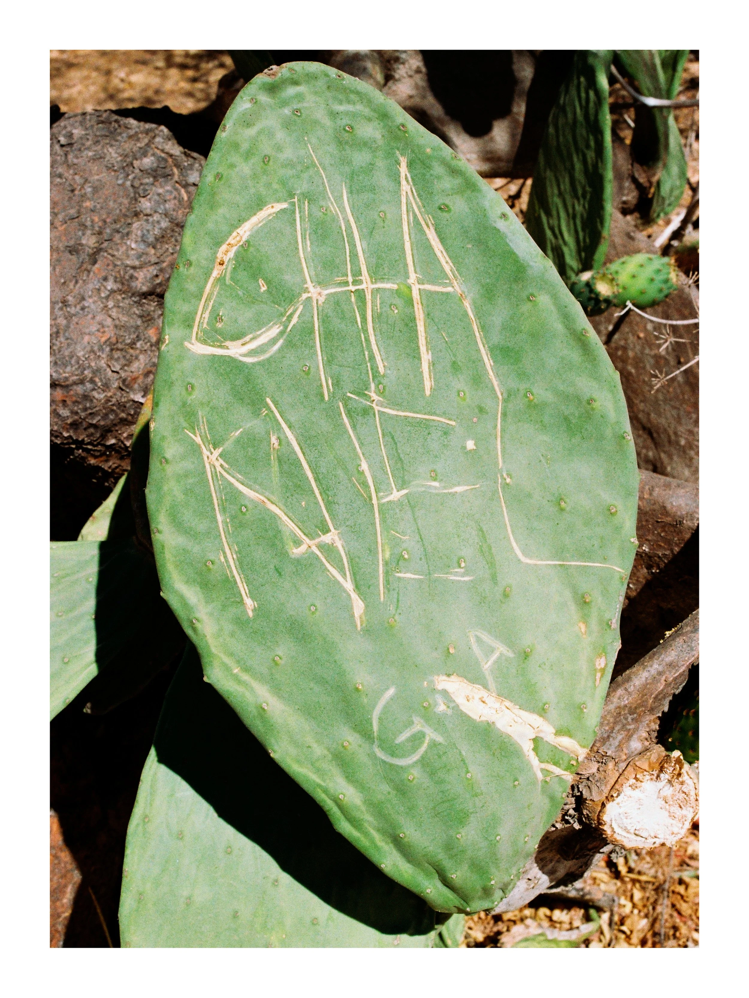 Cactus Chanel, 2021