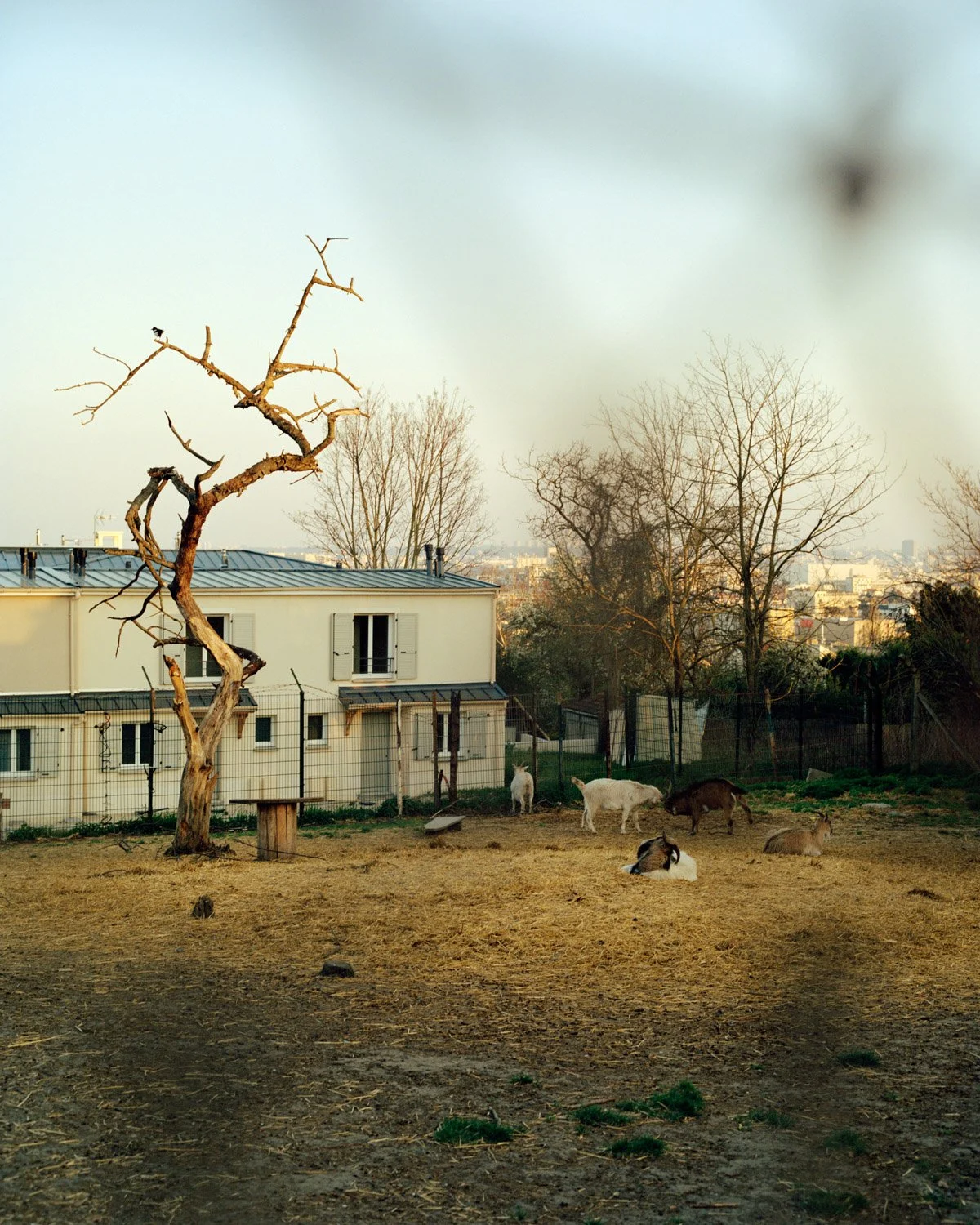 The Farm, Montmagny, 2021