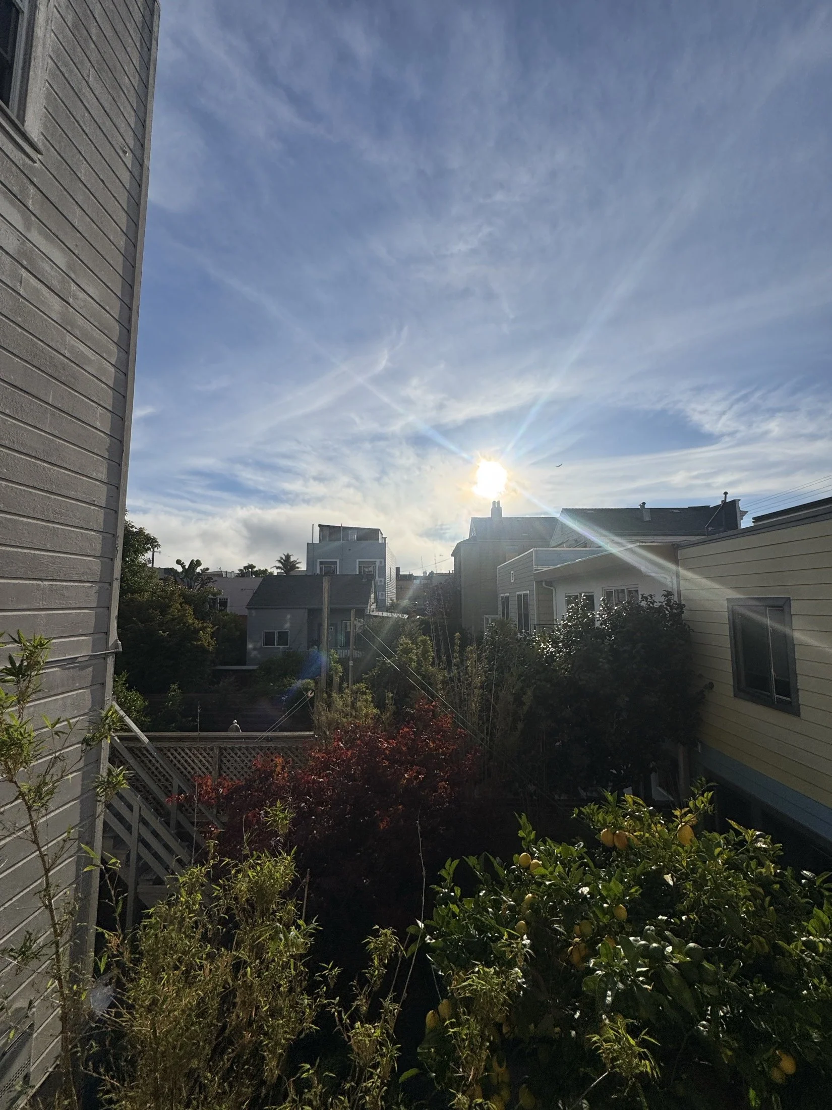 View of a backyard with plants, trees, and houses under a bright sunny sky with some clouds.