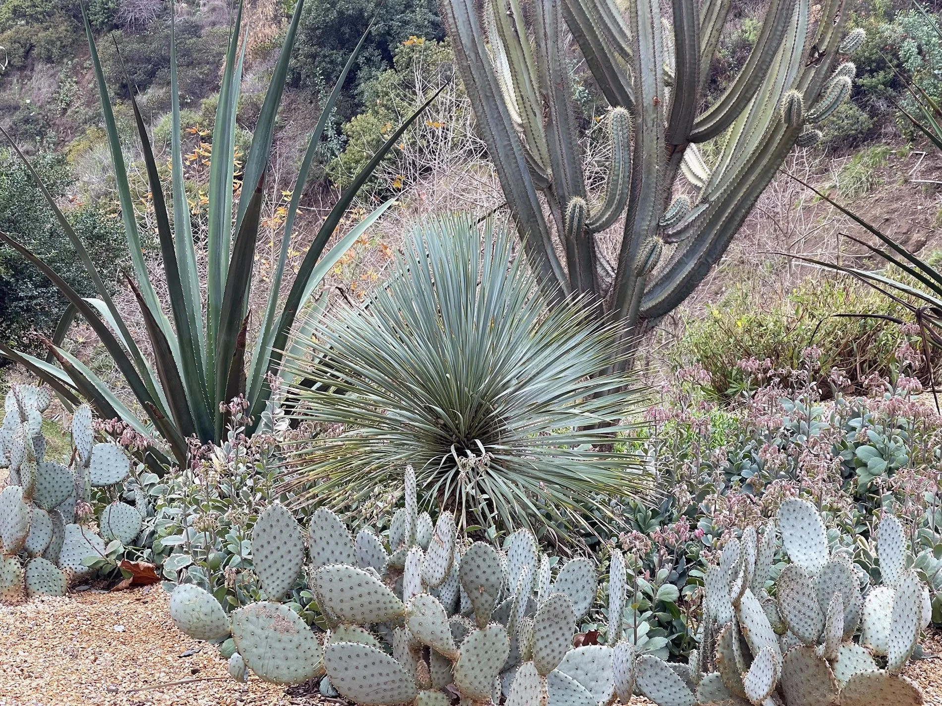 Variety of desert plants including cacti and succulents with a rocky, mountainous terrain in the background.