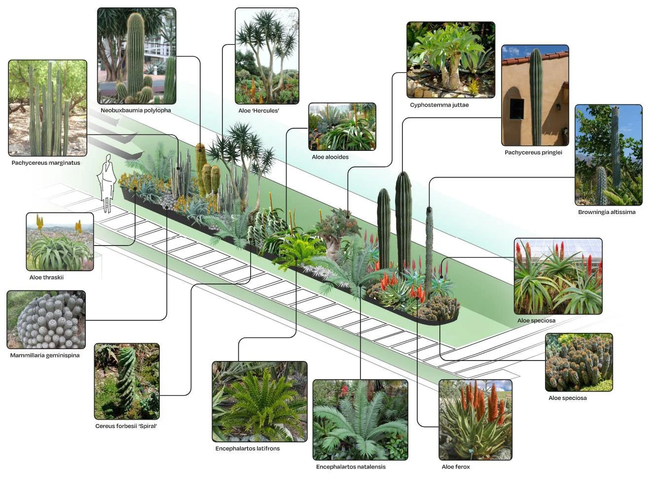 Diagram of various cacti and succulents with their scientific names labeled, arranged in a garden layout. Includes images of plants such as Pachycereus marginatus, Aloe 'Hercules', Aloe aloides, Cyphostemma juttae, Pachycereus pringlei, Browningia altissima, Aloe speciosa, Aloe ferox, Encephalartos natalensis, Encephalartos latifrons, Cereus forbesii 'Spiral', Mammillaria geminispina, Aloe thraskii, and others.
