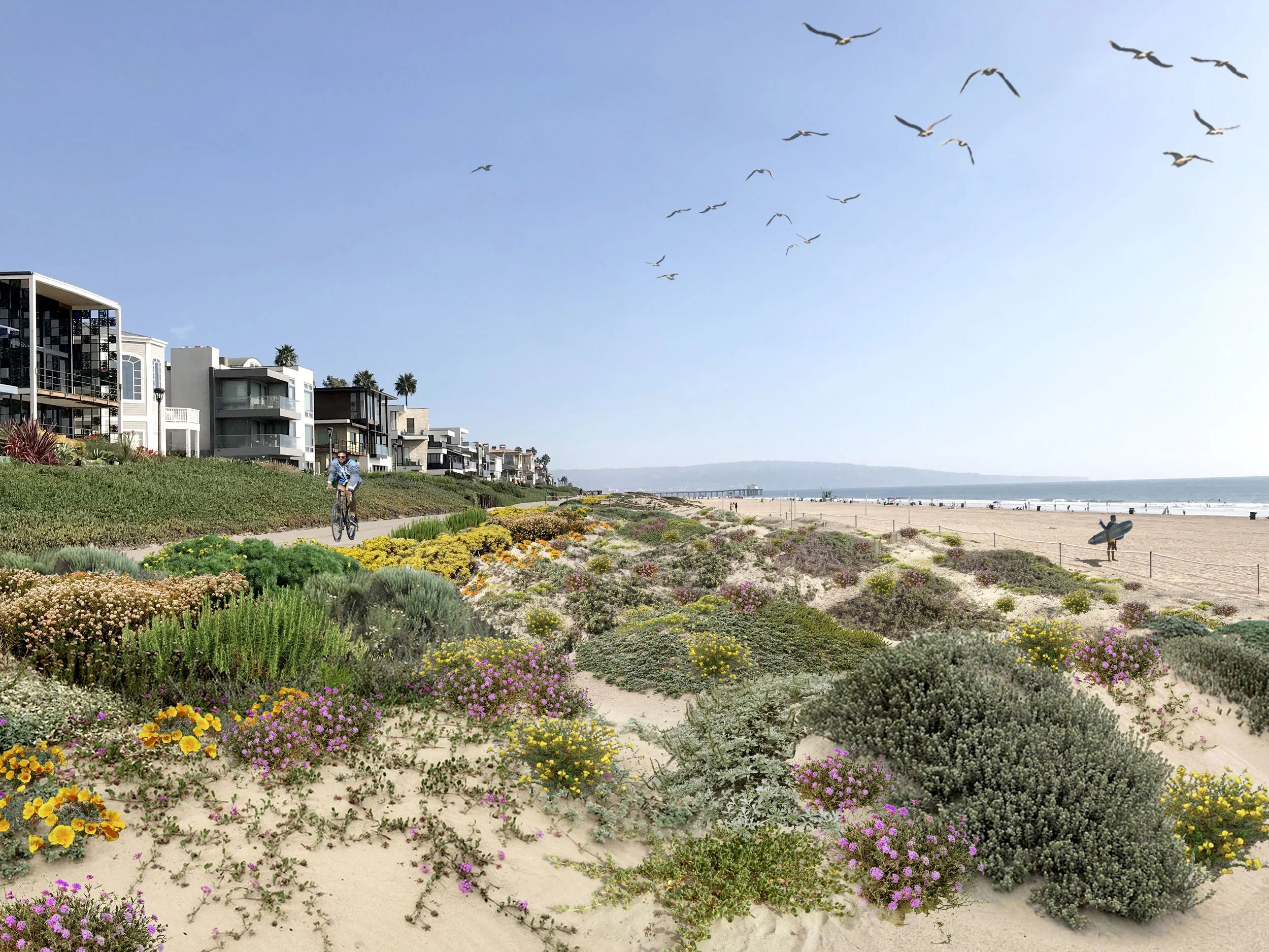 Manhattan Beach Dune Restoration – Manhattan Beach, CA  Public Realm 