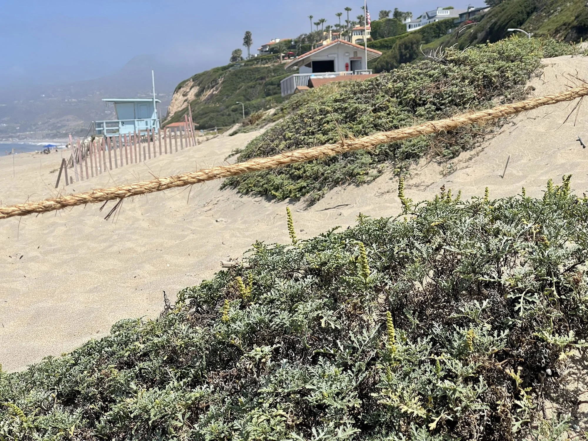 A sandy beach with green shrubbery and a rope barrier in the foreground. In the background, there are lifeguard towers, a rocky hillside with houses, palm trees, and a blue sky.