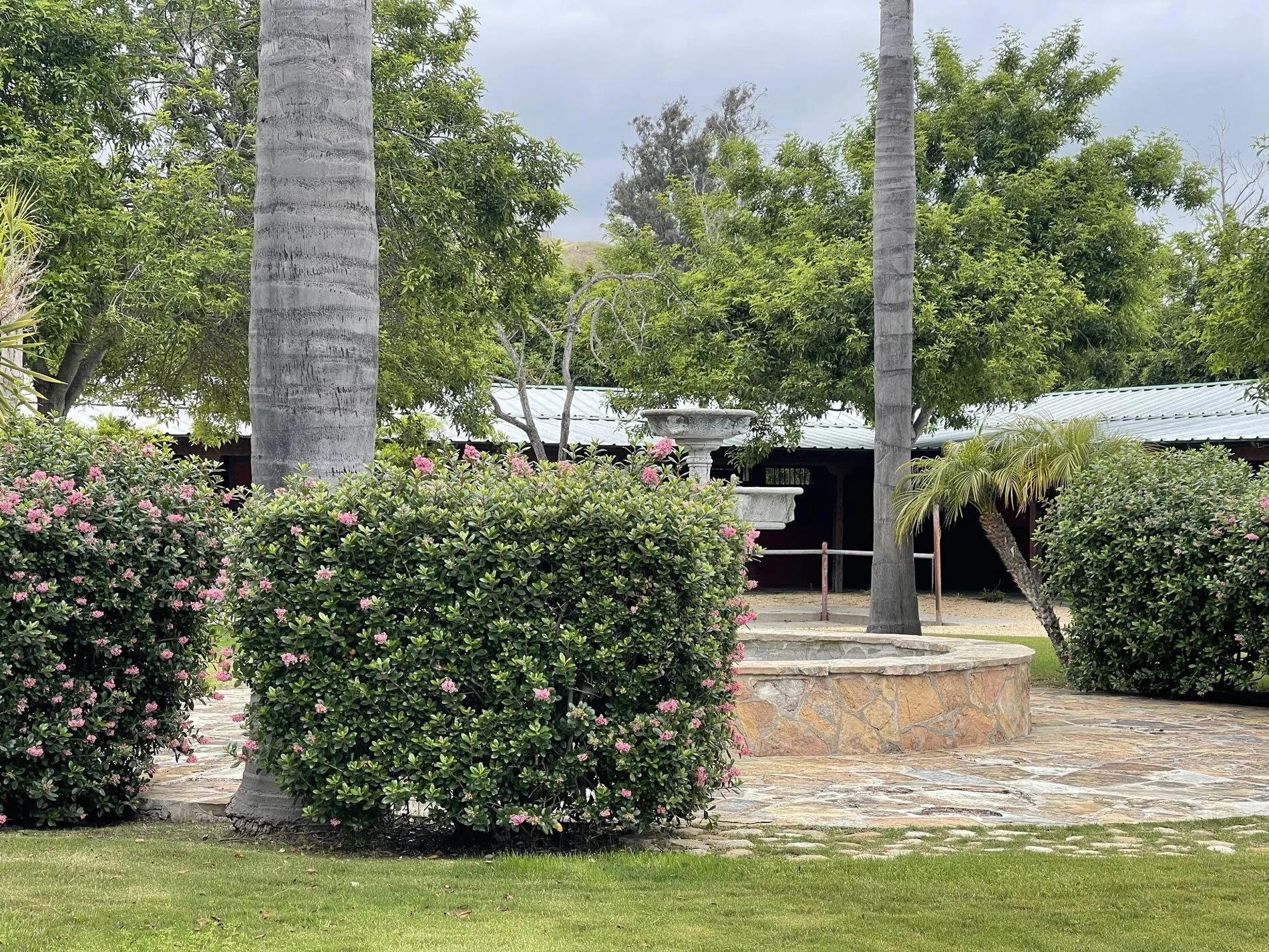 A garden with palm trees, pink flowers, a fountain, a stone patio, and a building with a tin roof in the background.