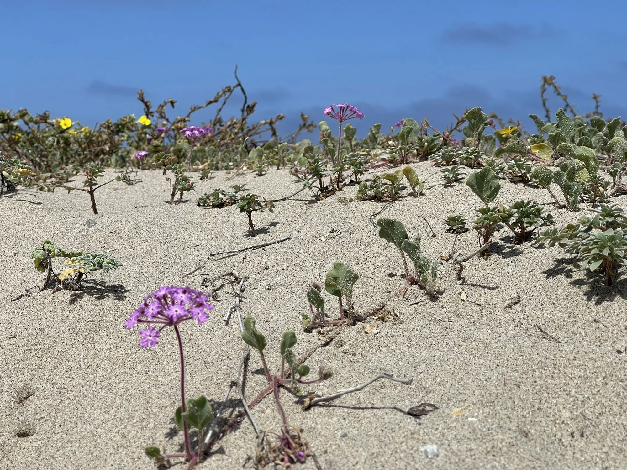 Sand dunes with green and purple flowering plants and a bright blue sky.