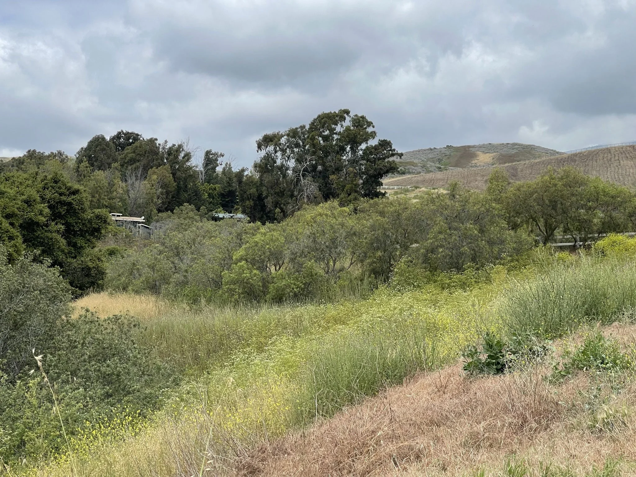 A landscape scene with trees in the foreground, hills in the background, and a cloudy sky overhead.
