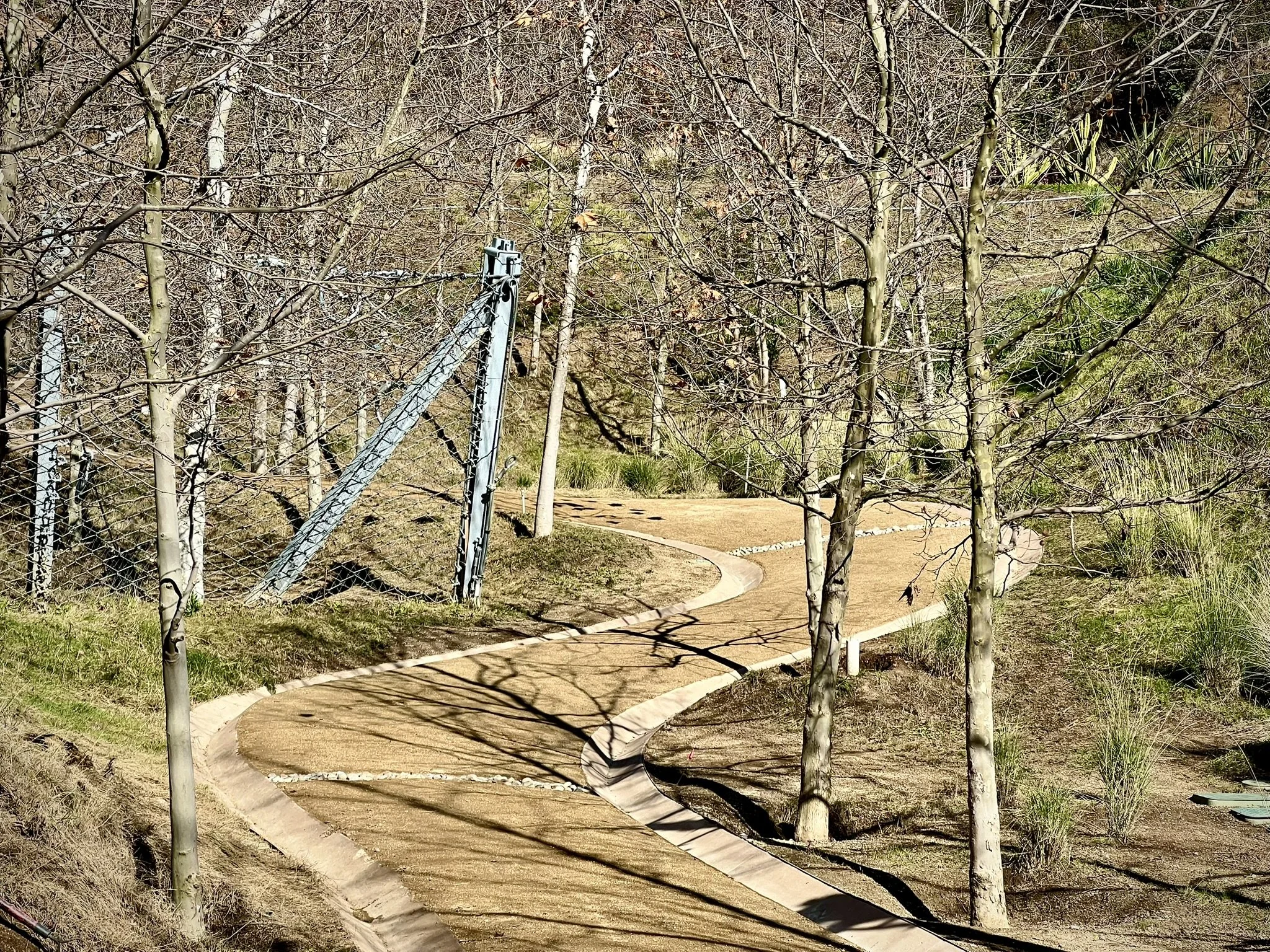 A winding concrete walking path through a restored canyon of California Sycamores in winter and the edge of one of several landslide prevention fences throughout the project.