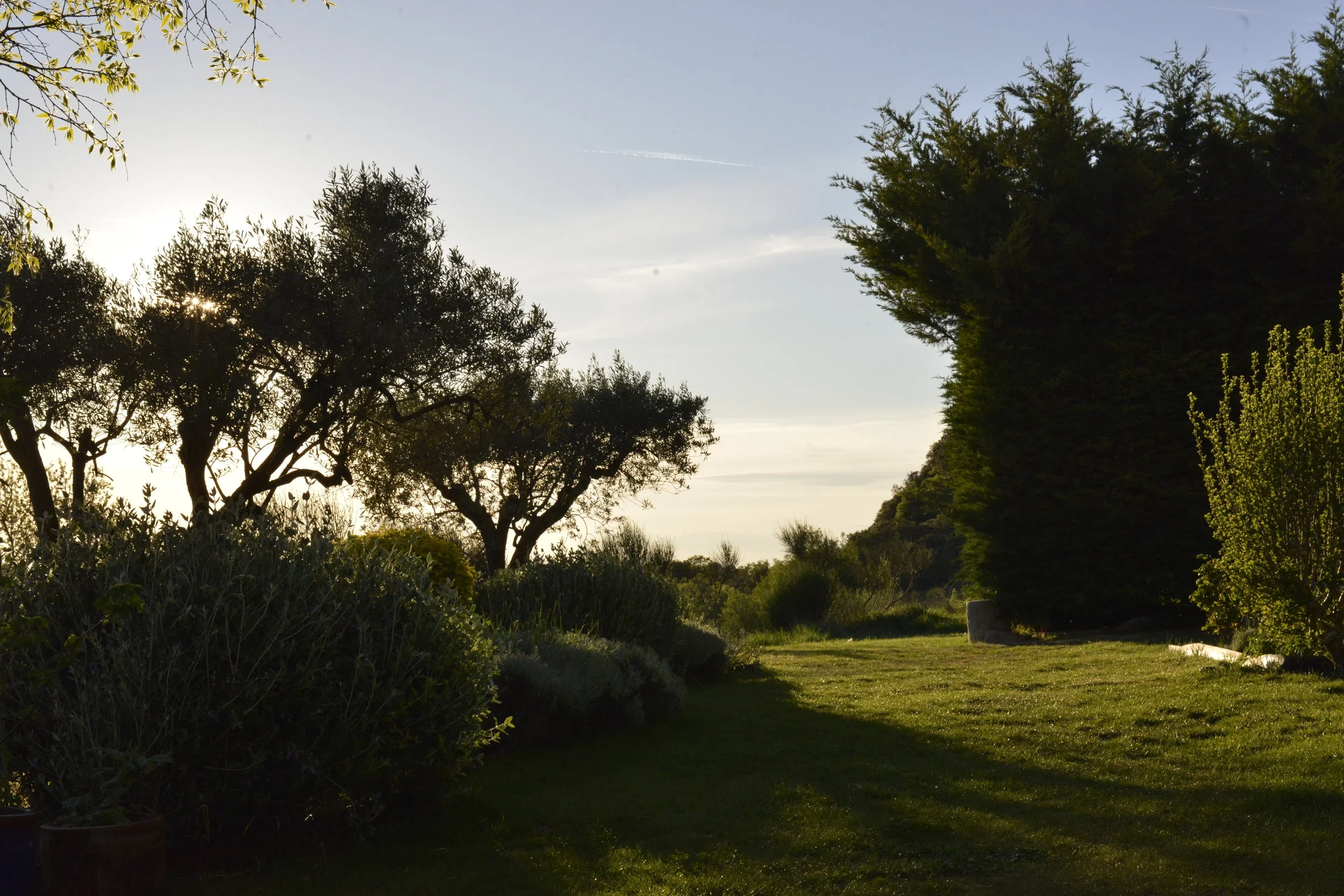 Lumière du soir sur le jardin et les oliviers