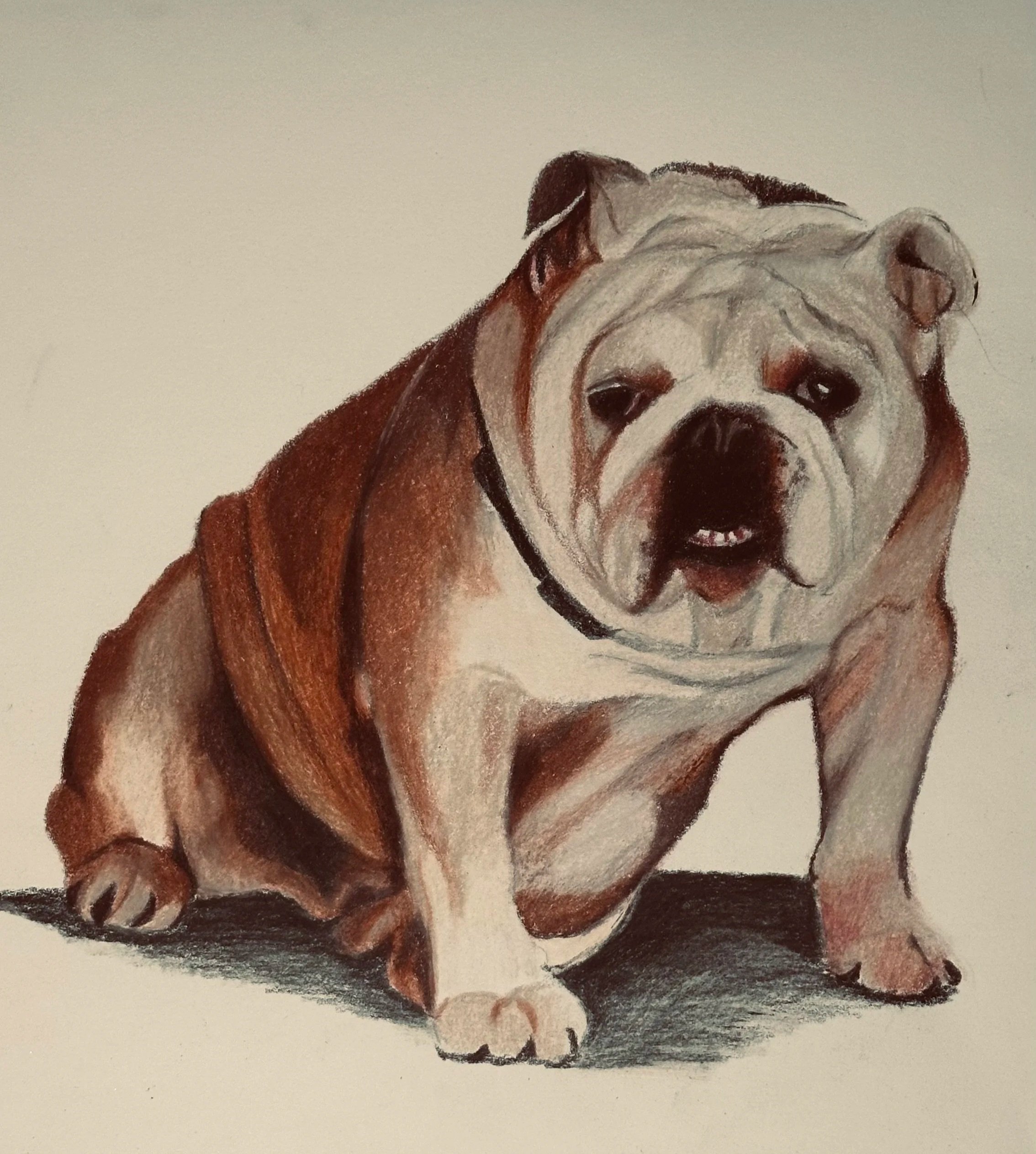 Colored pencil drawing of an English Bulldog sitting on a plain background.