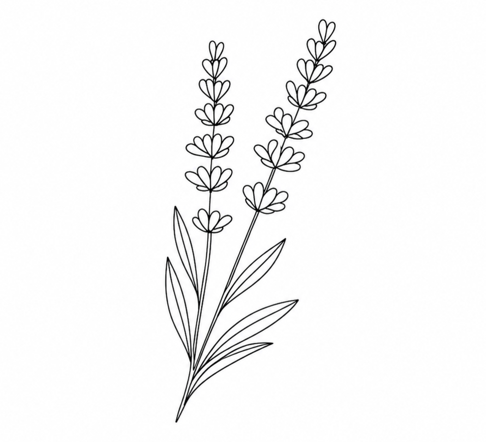 Line art of a lavender plant with leaves and two flowering stalks.