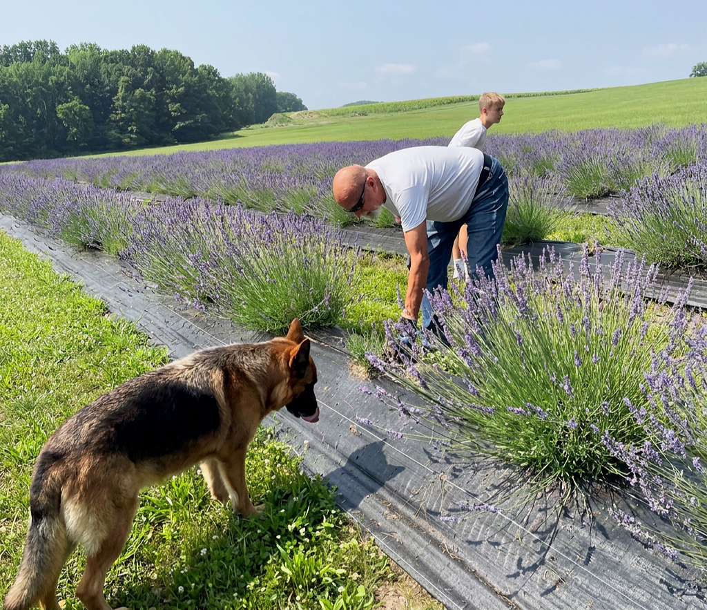 A person wearing a white shirt and purple hat standing in a lavender field, reaching towards the flowers, with tall pine trees and a cloudy sky in the background.