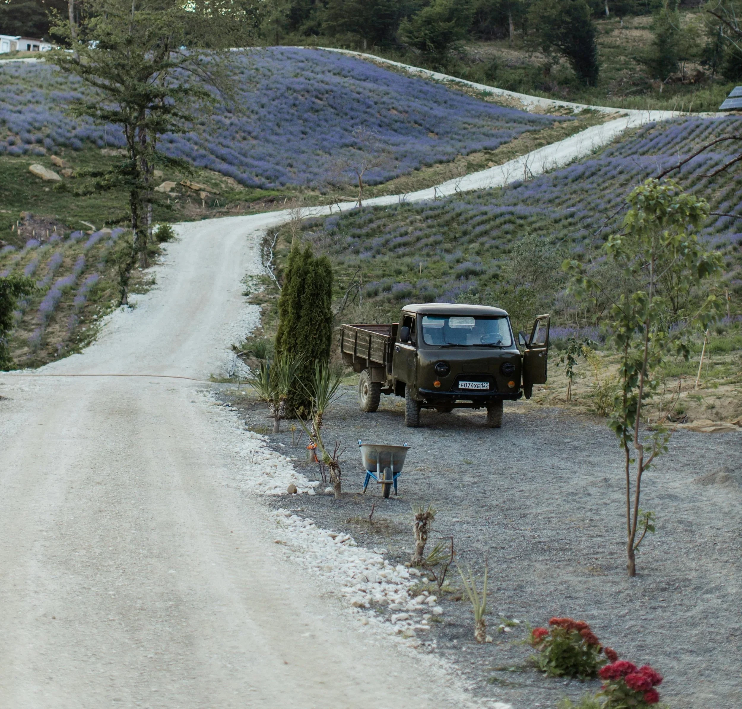 From Field to Bottle: How We Grow and Distill Lavender