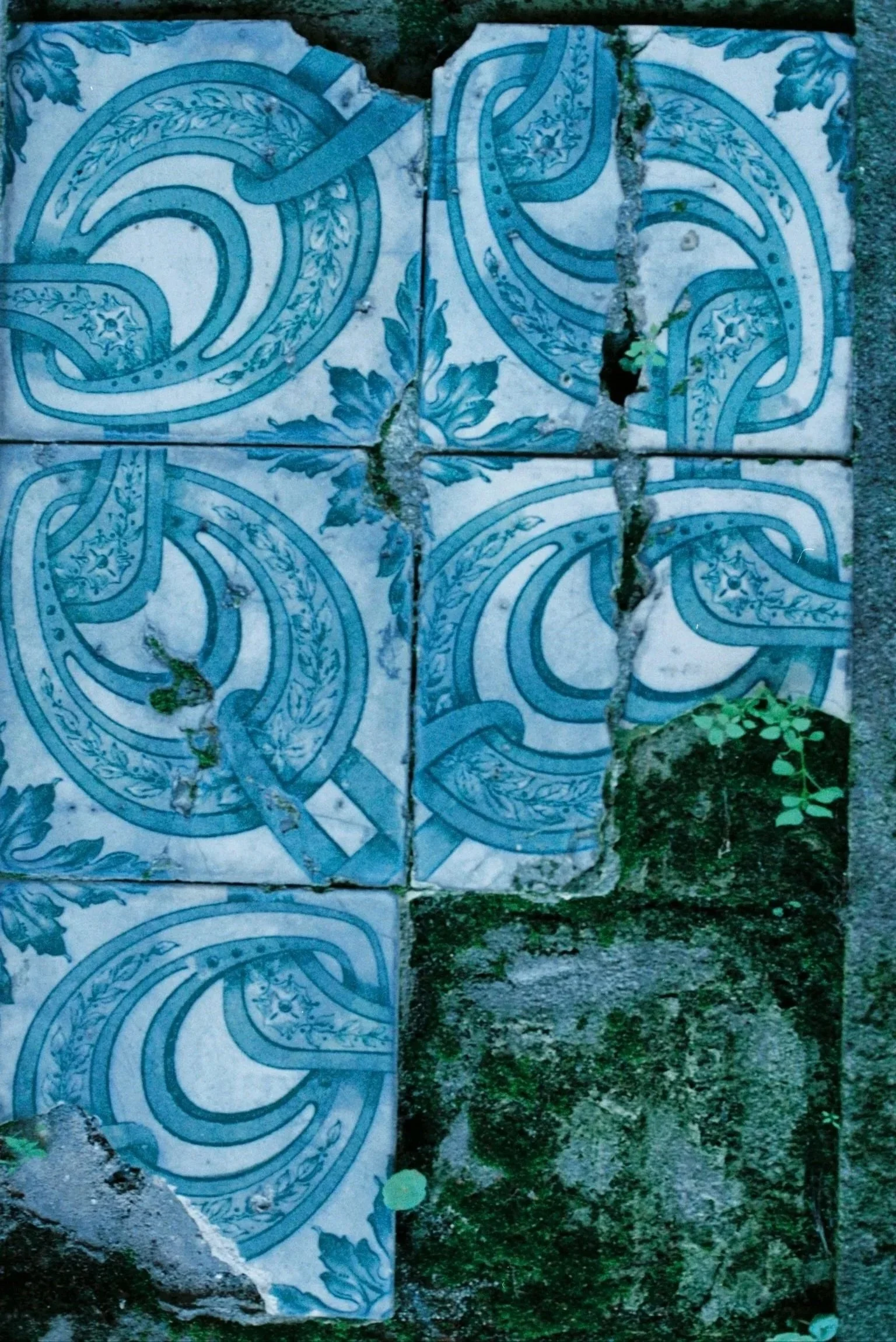 Broken decorative ceramic tiles with blue and white intricate designs, partially buried in dirt and surrounded by small green plants.