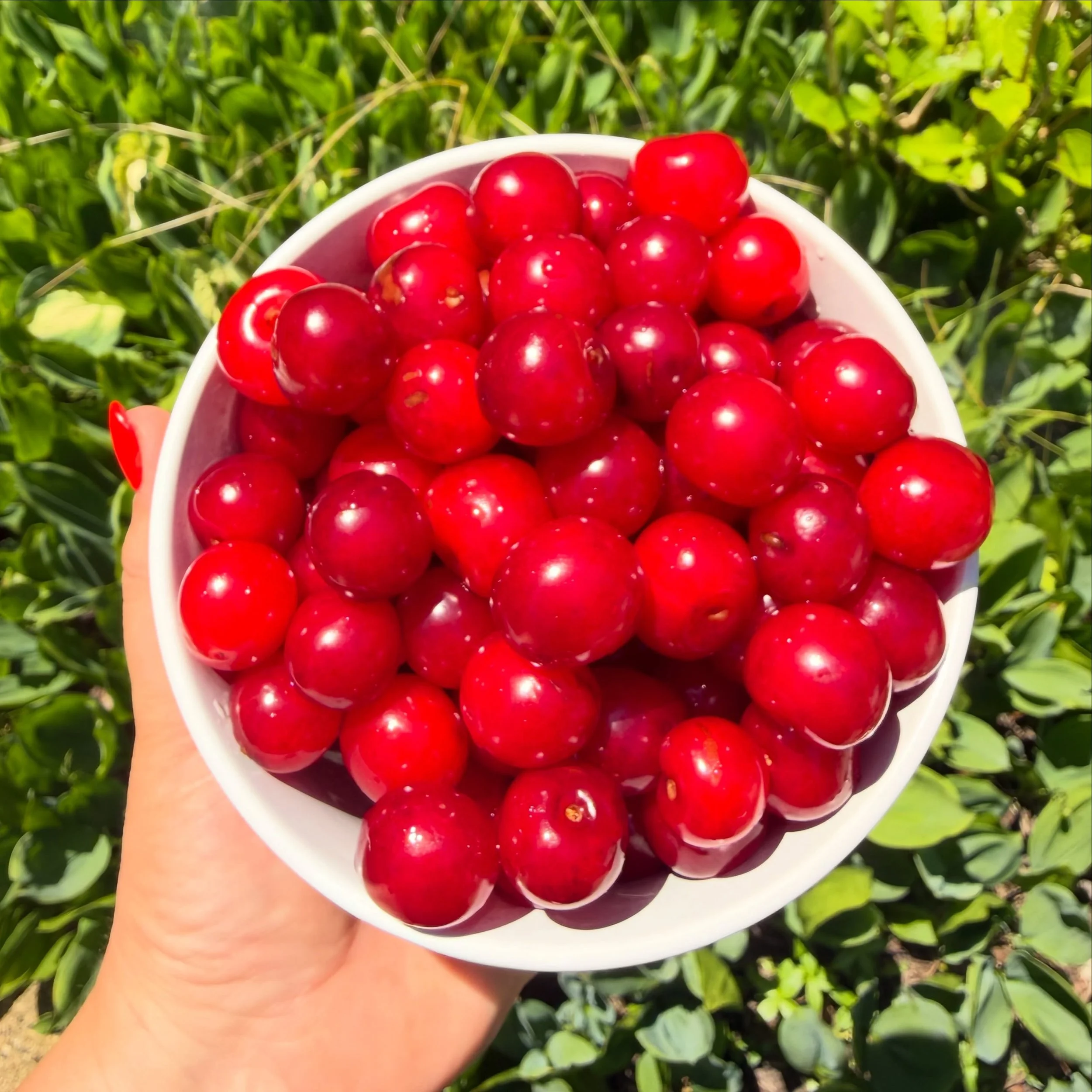 TART CHERRIES! 💕🍒😍