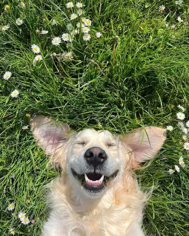 A happy dog lying on its back in a grassy field with small white daisies, smiling with eyes closed and ears spread out.
