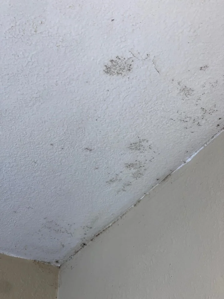 mold1.jpg