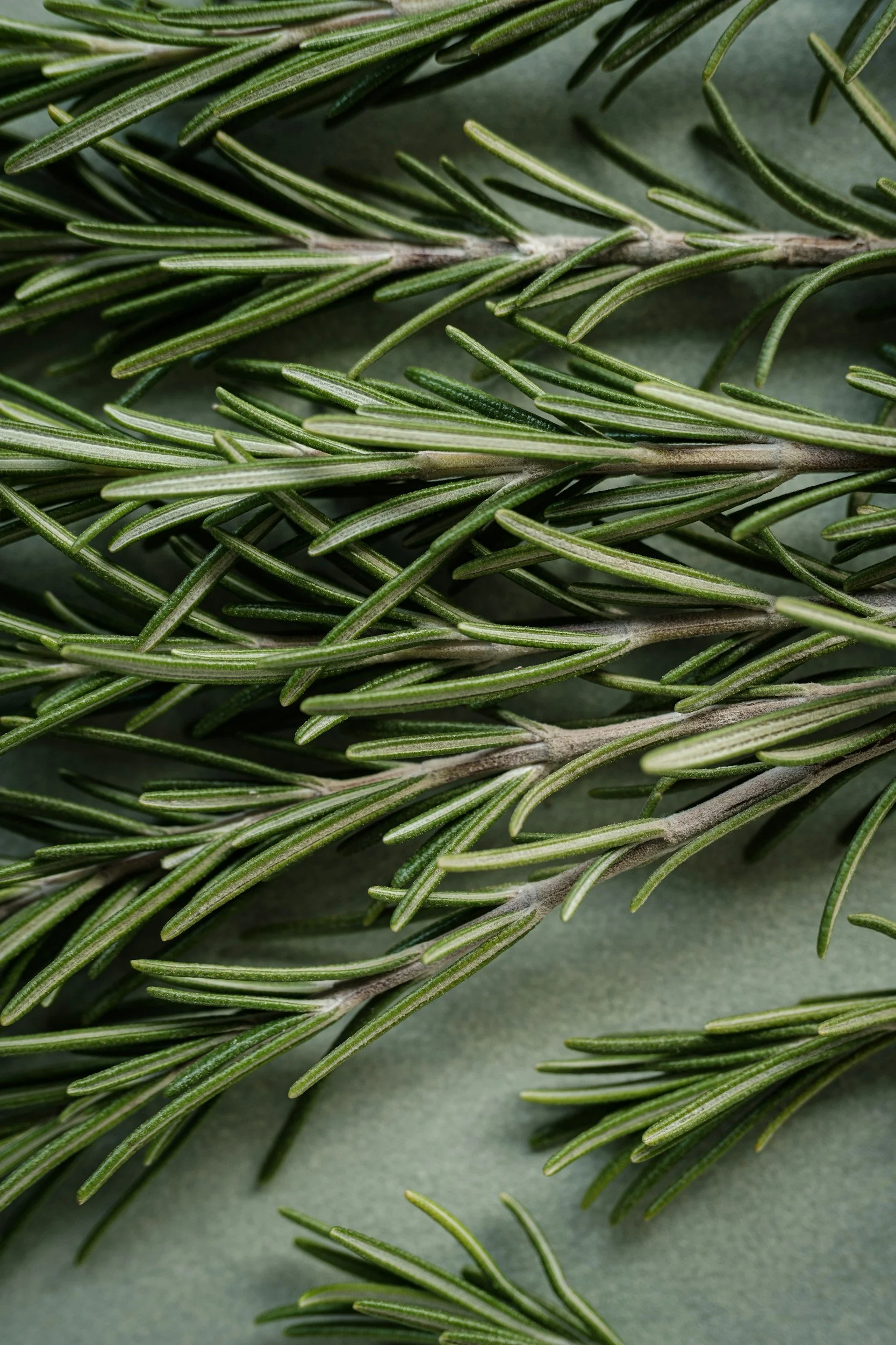 Close-up of fresh rosemary sprigs with green needle-like leaves on a grey background.