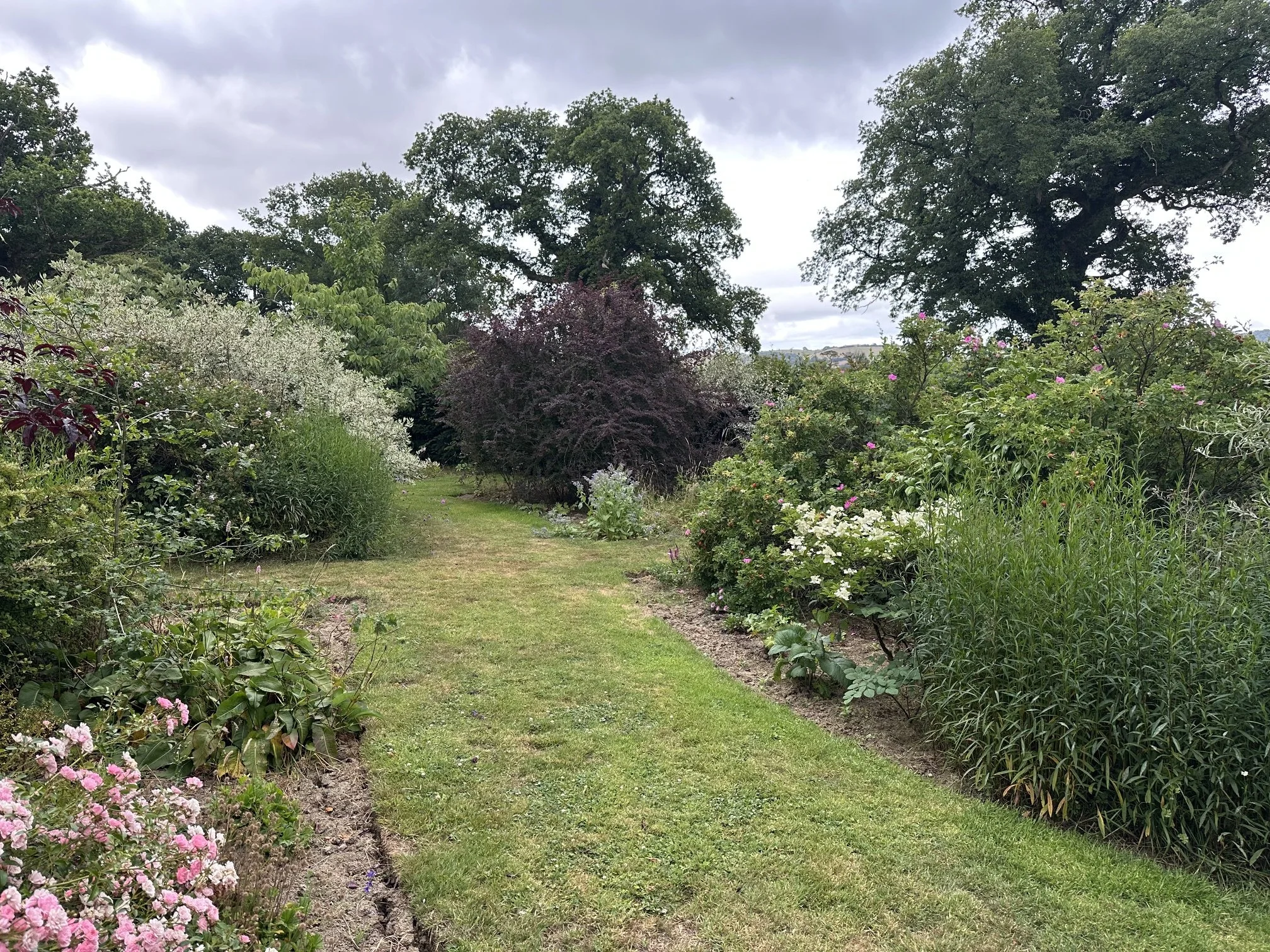Grass path between flower borders