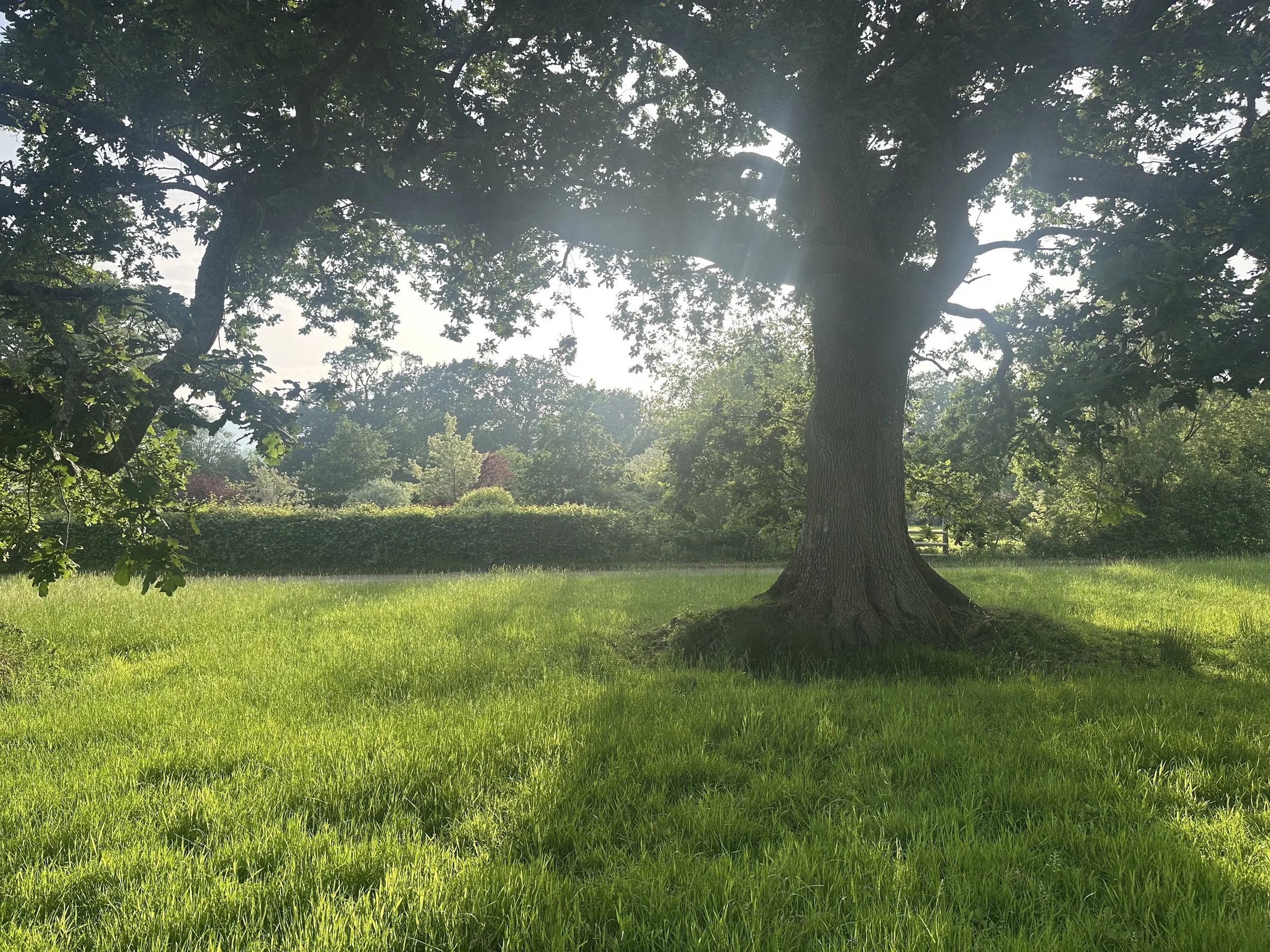 A large tree with a wide trunk and sprawling branches looking towards the garden, sunlight filtering through the leaves, and a clear sky overhead.