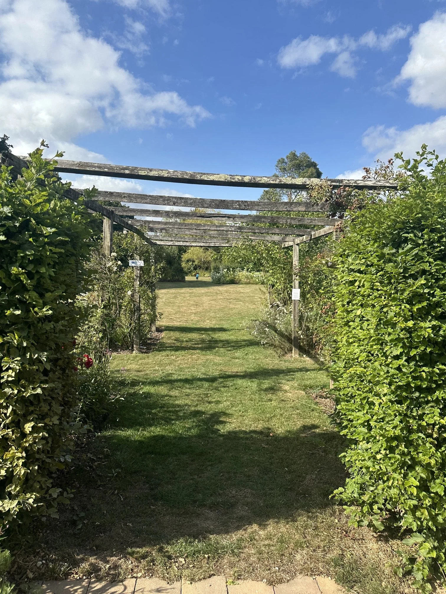 Plants climbing pergola