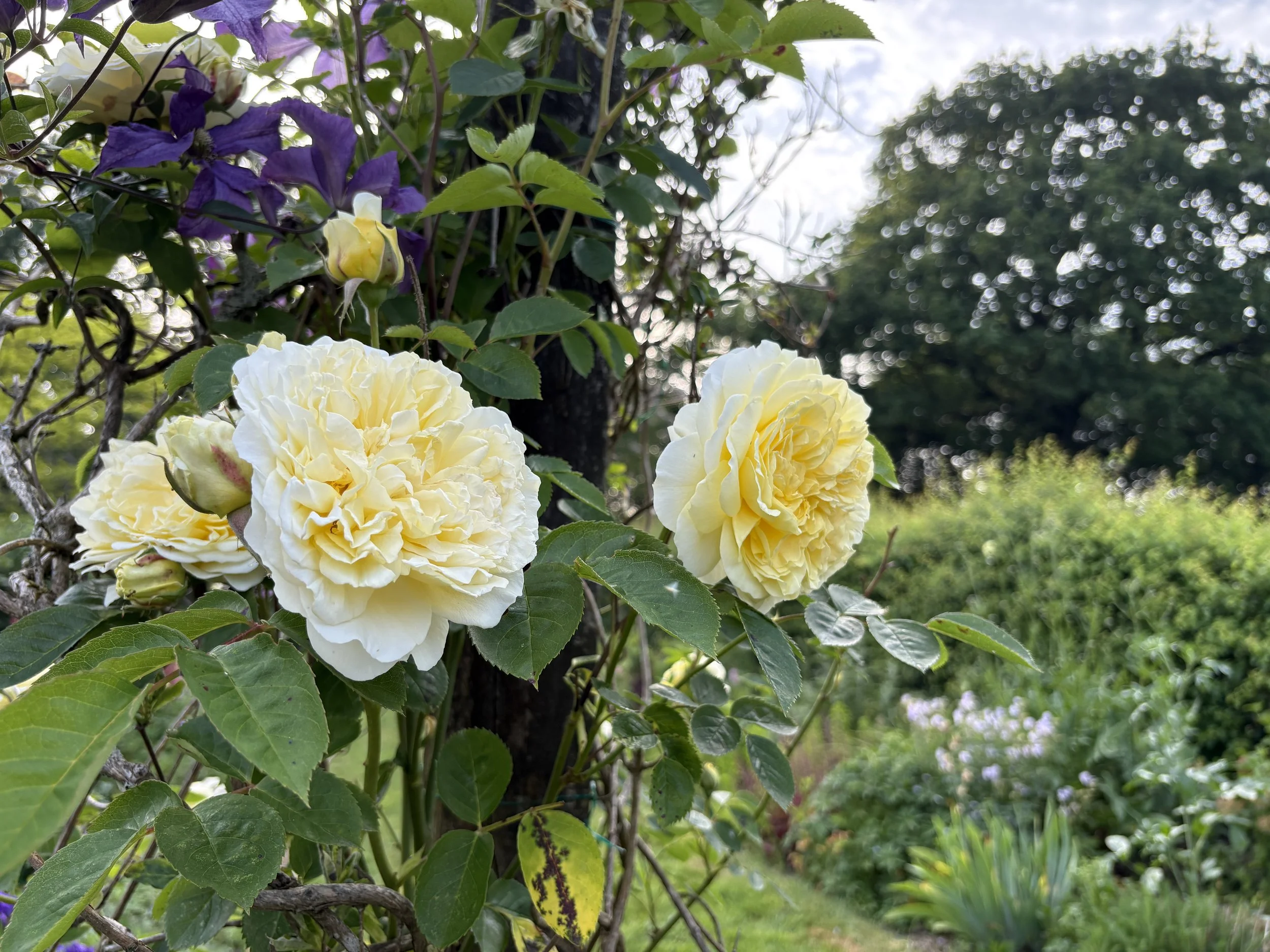 Rose growing in garden