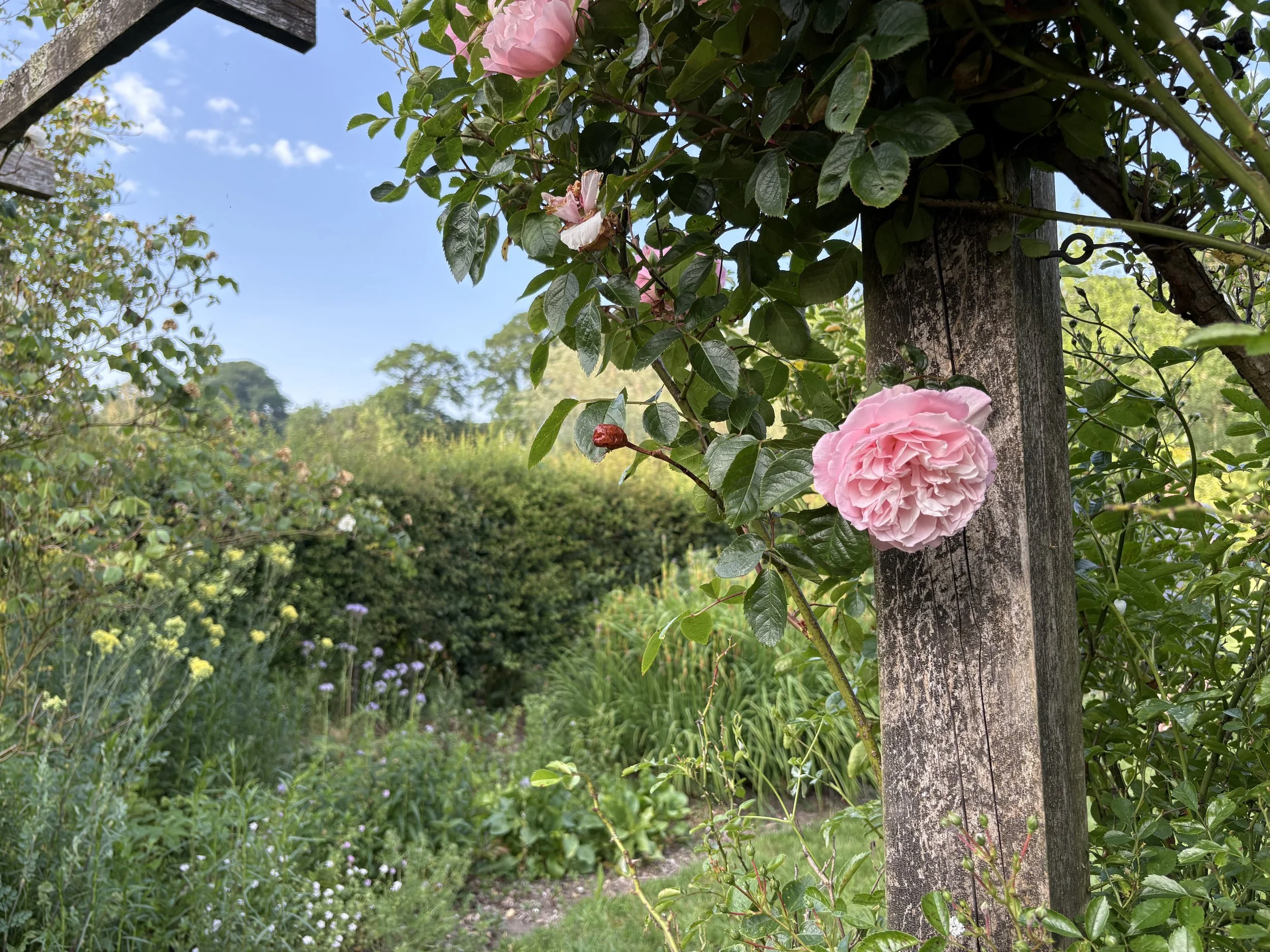 Countryside garden rose