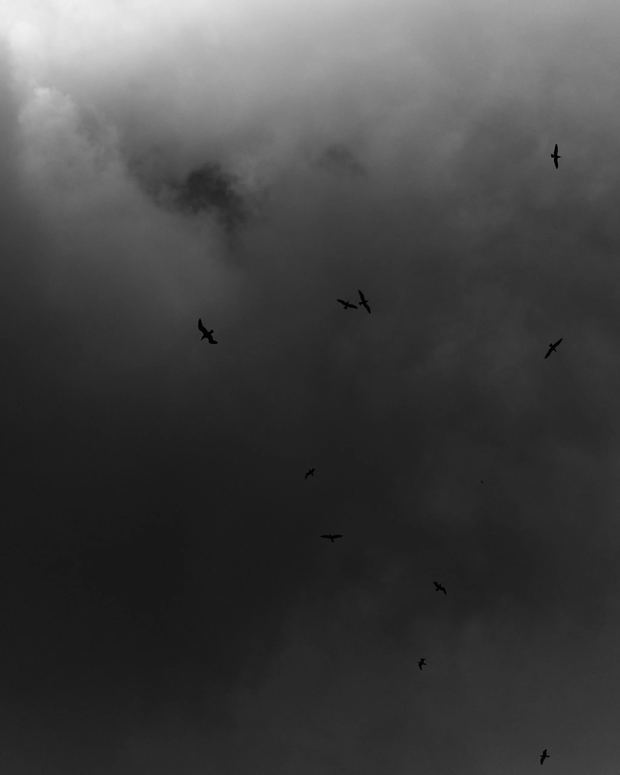 Silhouettes of flying birds against a dark, cloudy sky.