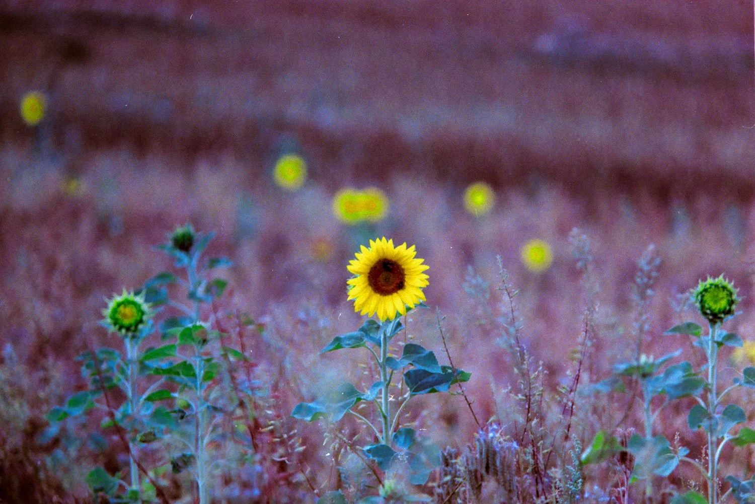 Sunflowsers, Lemptal, Vision3 500T