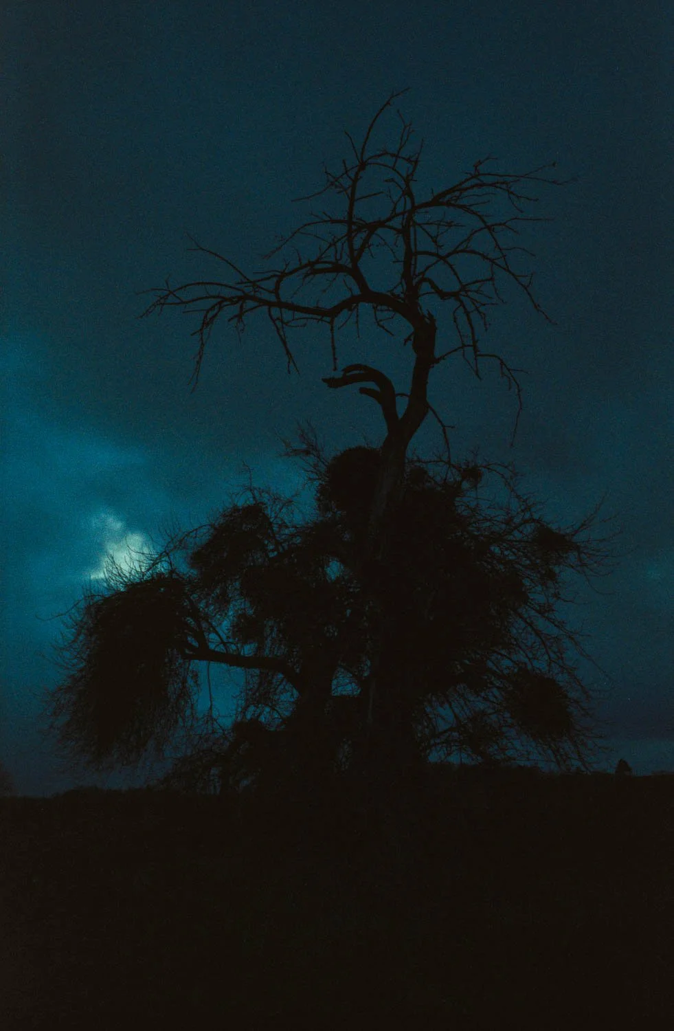 Wetzlar, gnarled apple tree, Vision3 500T