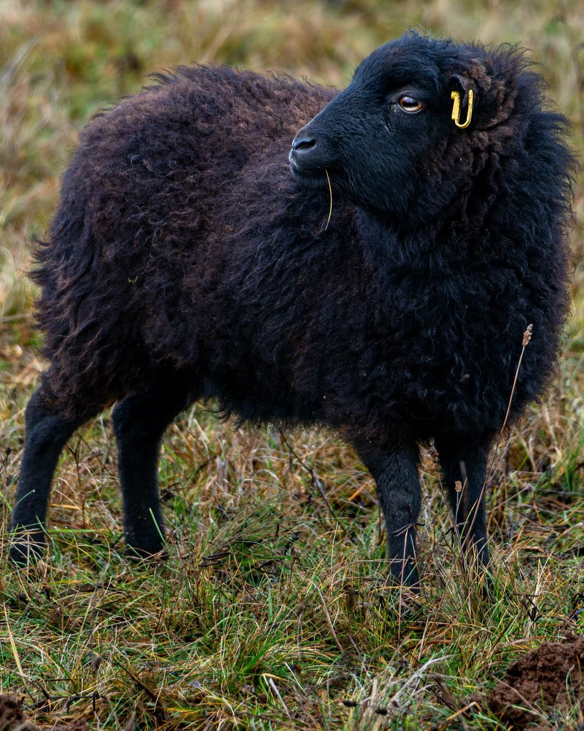 Natural reserve Weinberg, little black sheep.
